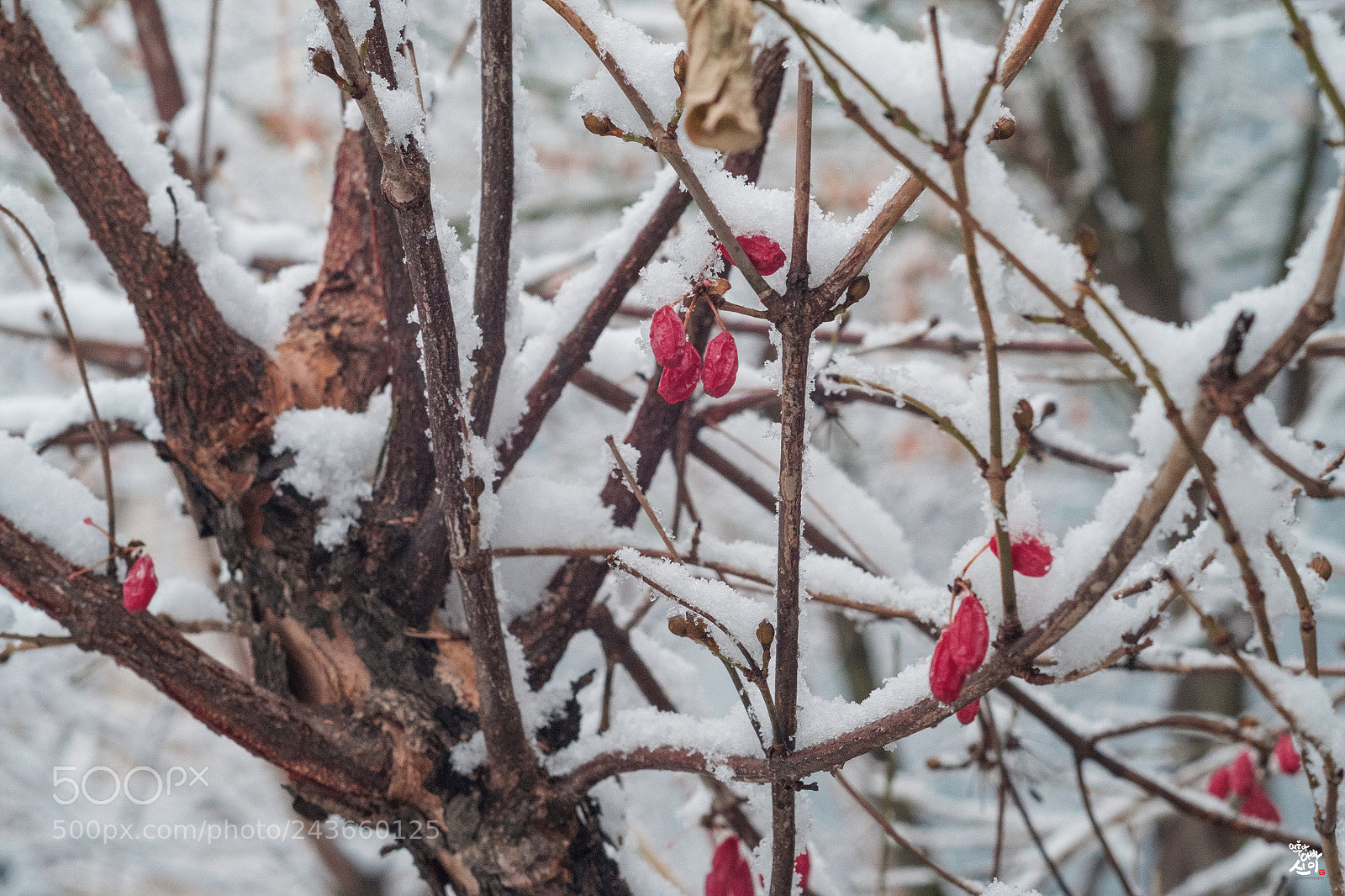 Fujifilm X-T2 sample photo. Snow & cornus berry photography