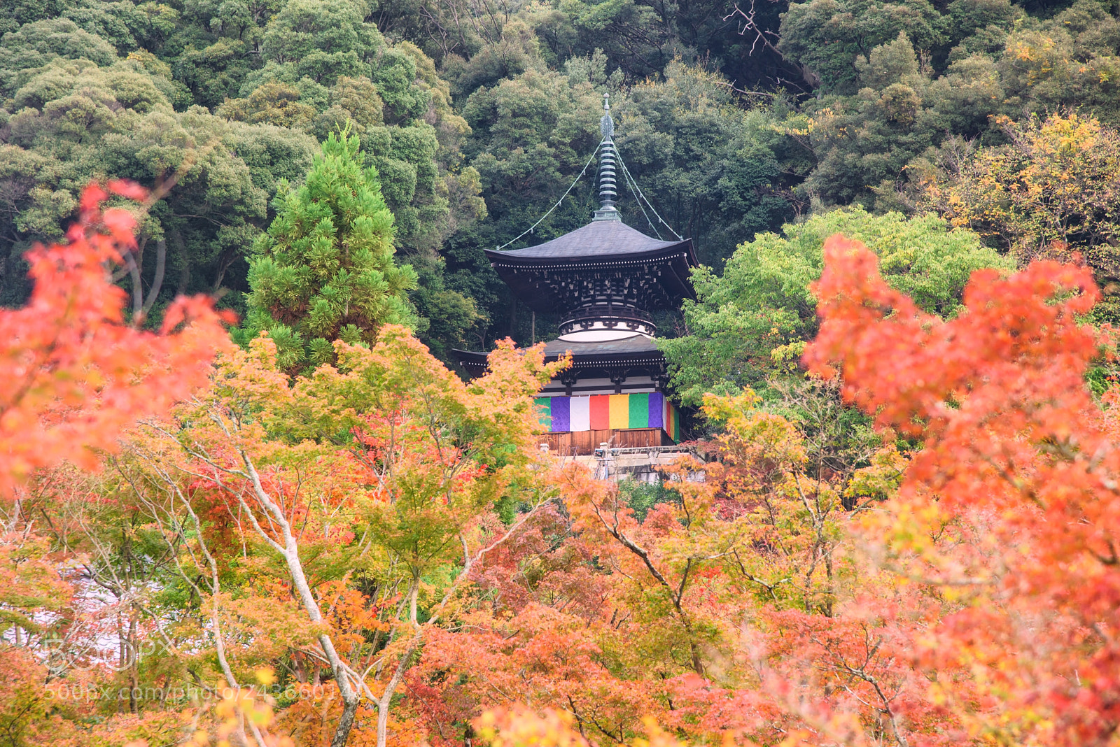 Nikon D810 sample photo. Fall attraction at eikando photography