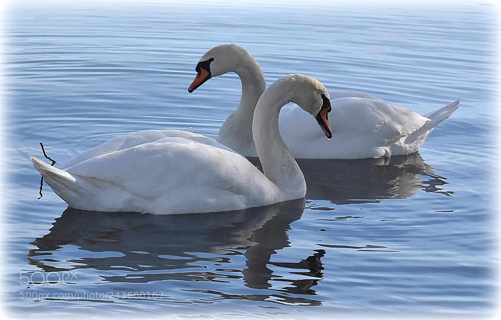 Nikon D7200 sample photo. "swans;" photography