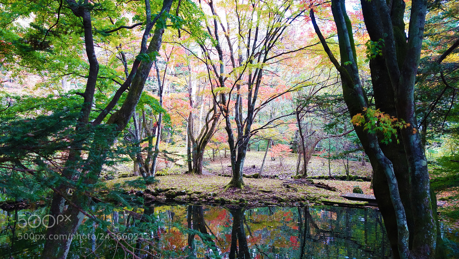 Sony Cyber-shot DSC-RX100 II sample photo. Into the woods photography