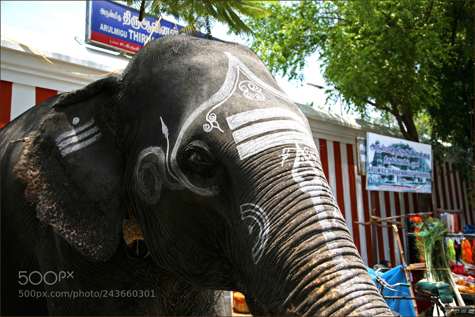 Canon EOS 5D sample photo. Shivas elephant photography