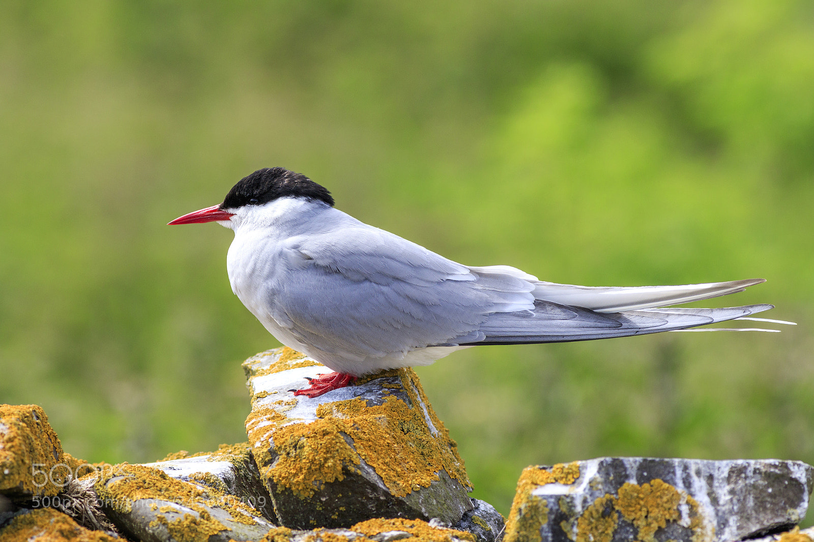 Canon EOS 7D Mark II sample photo. Arctic tern photography