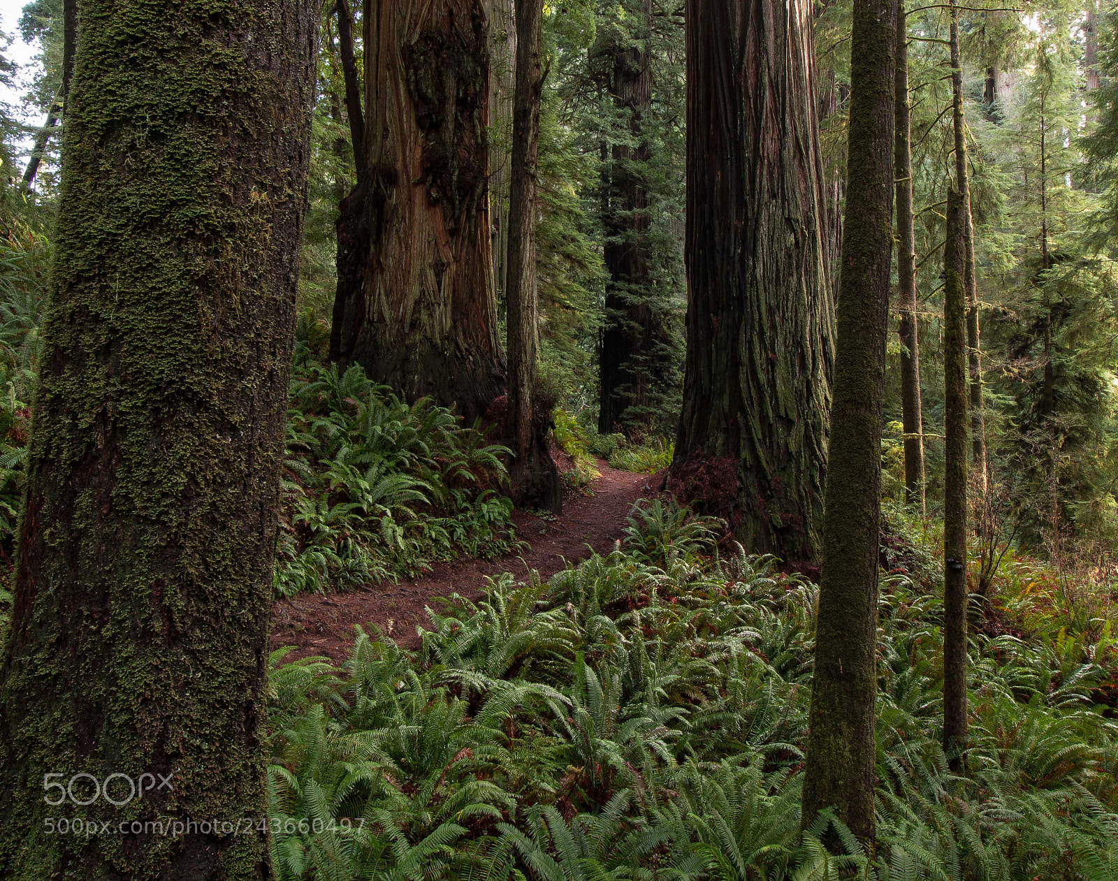 Canon EOS 60D sample photo. Boy scout trail photography