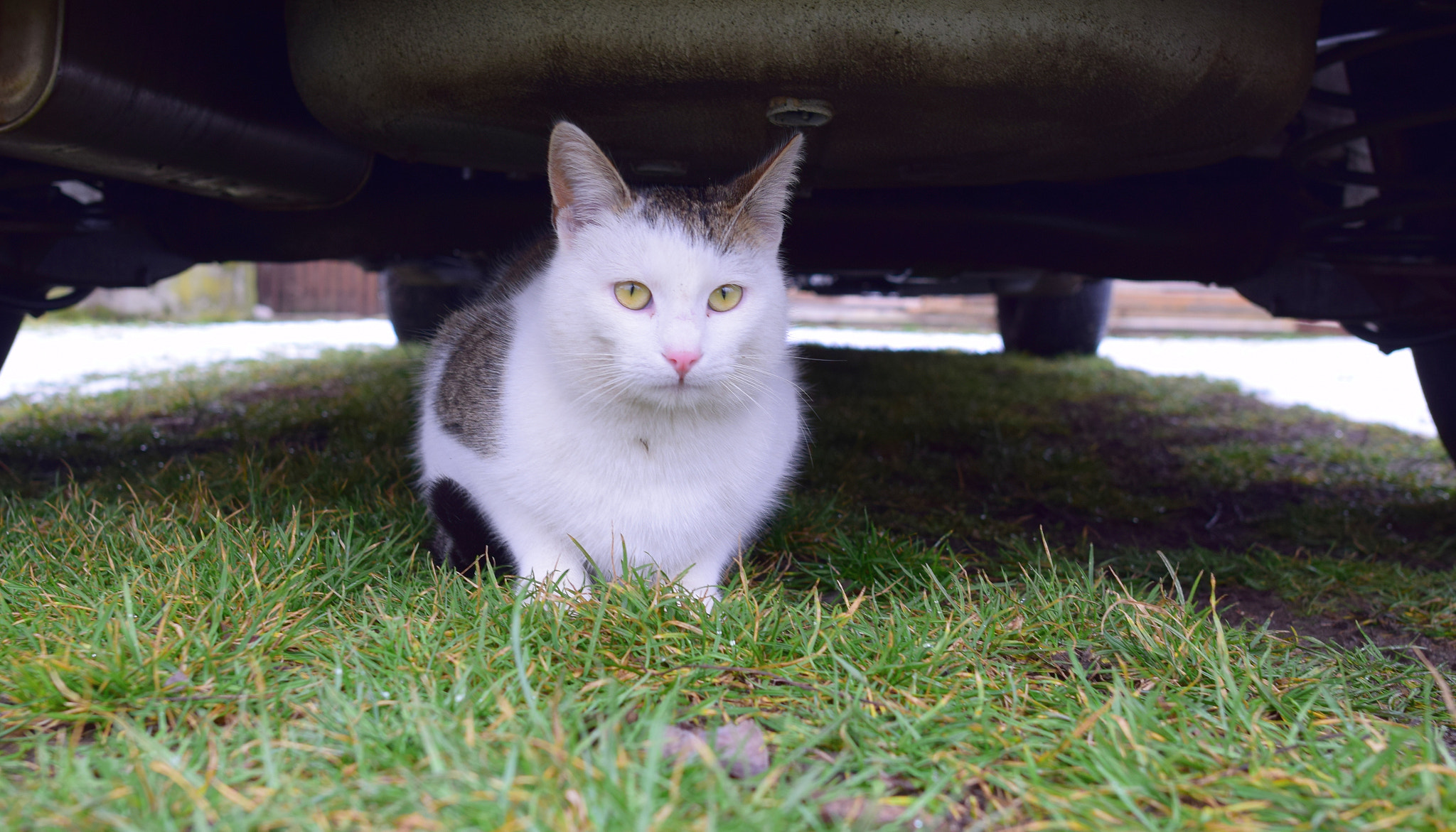 Nikon D3300 + Nikon AF-S Nikkor 20mm F1.8G ED sample photo. The cat under the car photography