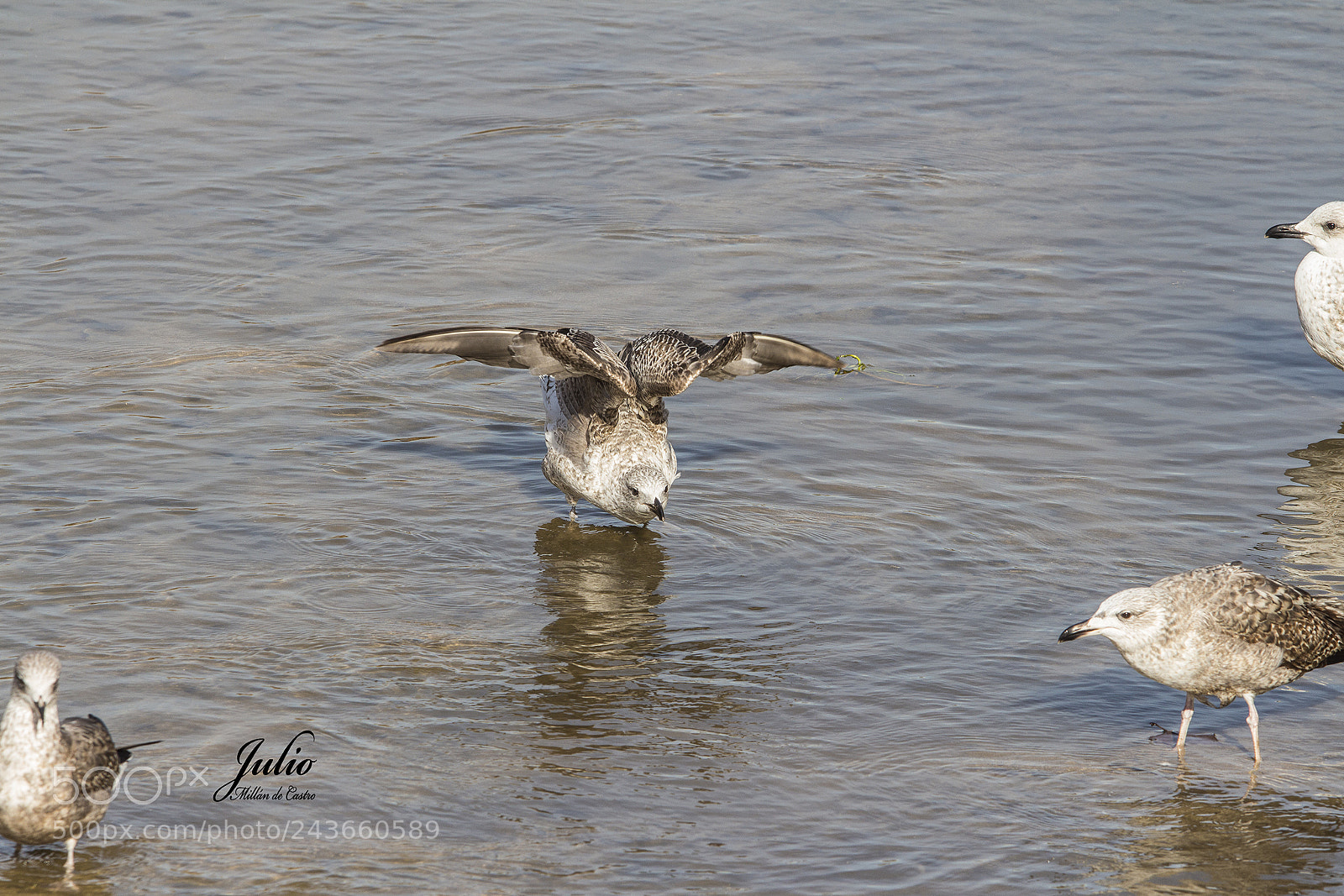 Canon EOS 650D (EOS Rebel T4i / EOS Kiss X6i) sample photo. Gaviota patiamarilla photography