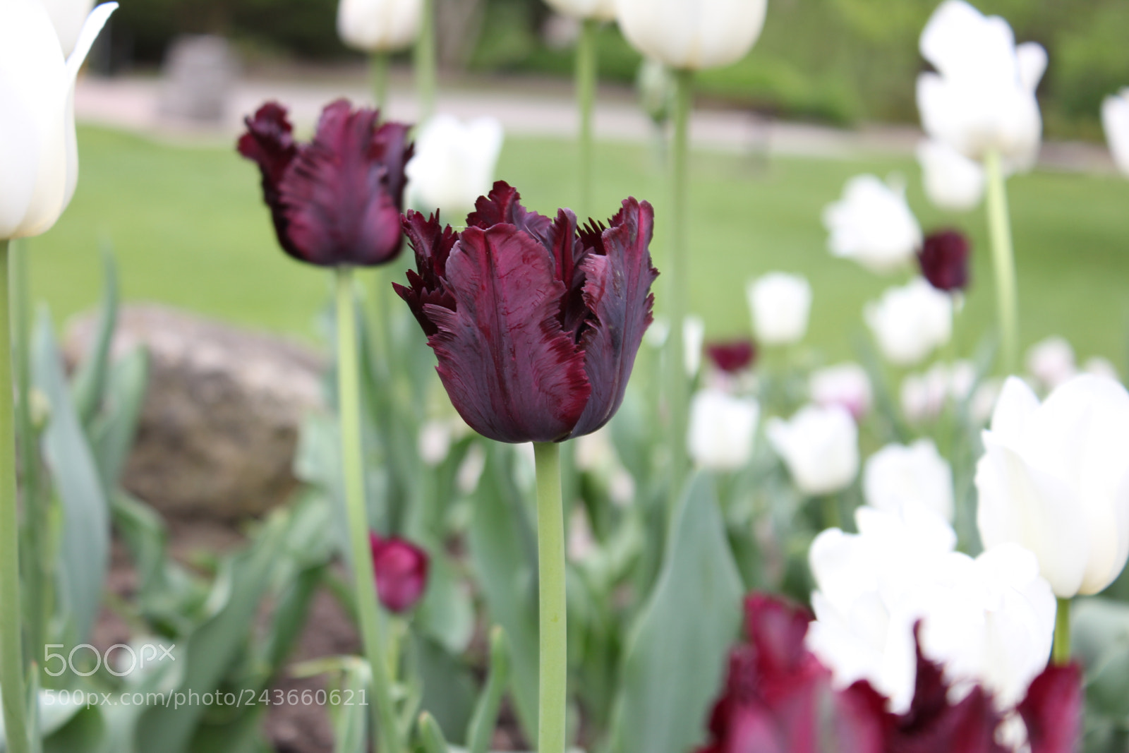 Canon EF-S 18-55mm F3.5-5.6 IS sample photo. Tulips edward's gardens, toronto photography