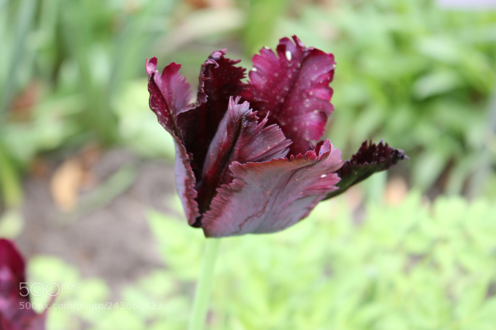 Canon EF-S 18-55mm F3.5-5.6 IS sample photo. Tulips edward's gardens, toronto photography