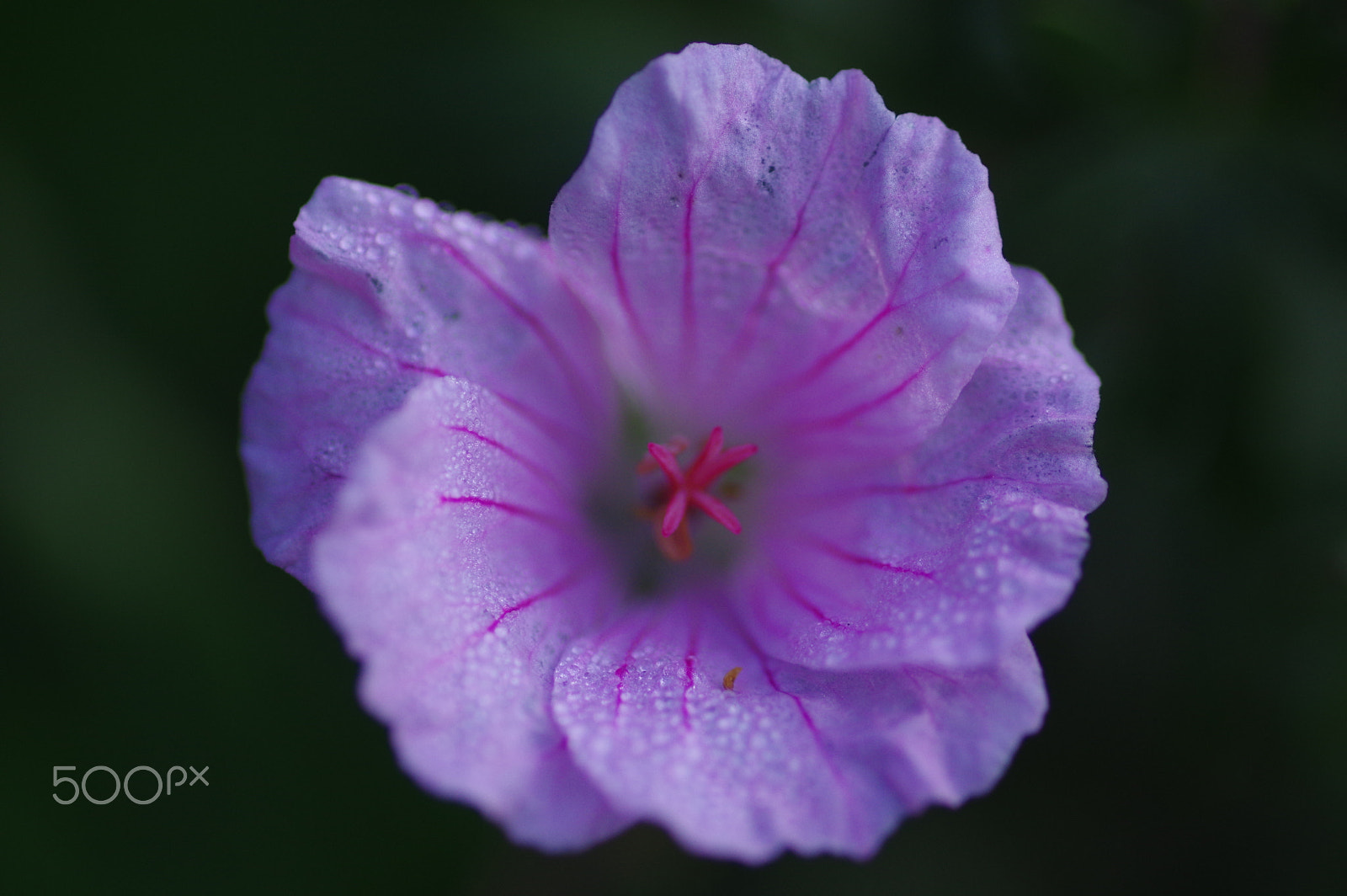 Pentax smc D-FA 100mm F2.8 Macro WR sample photo. Everybody hurts photography