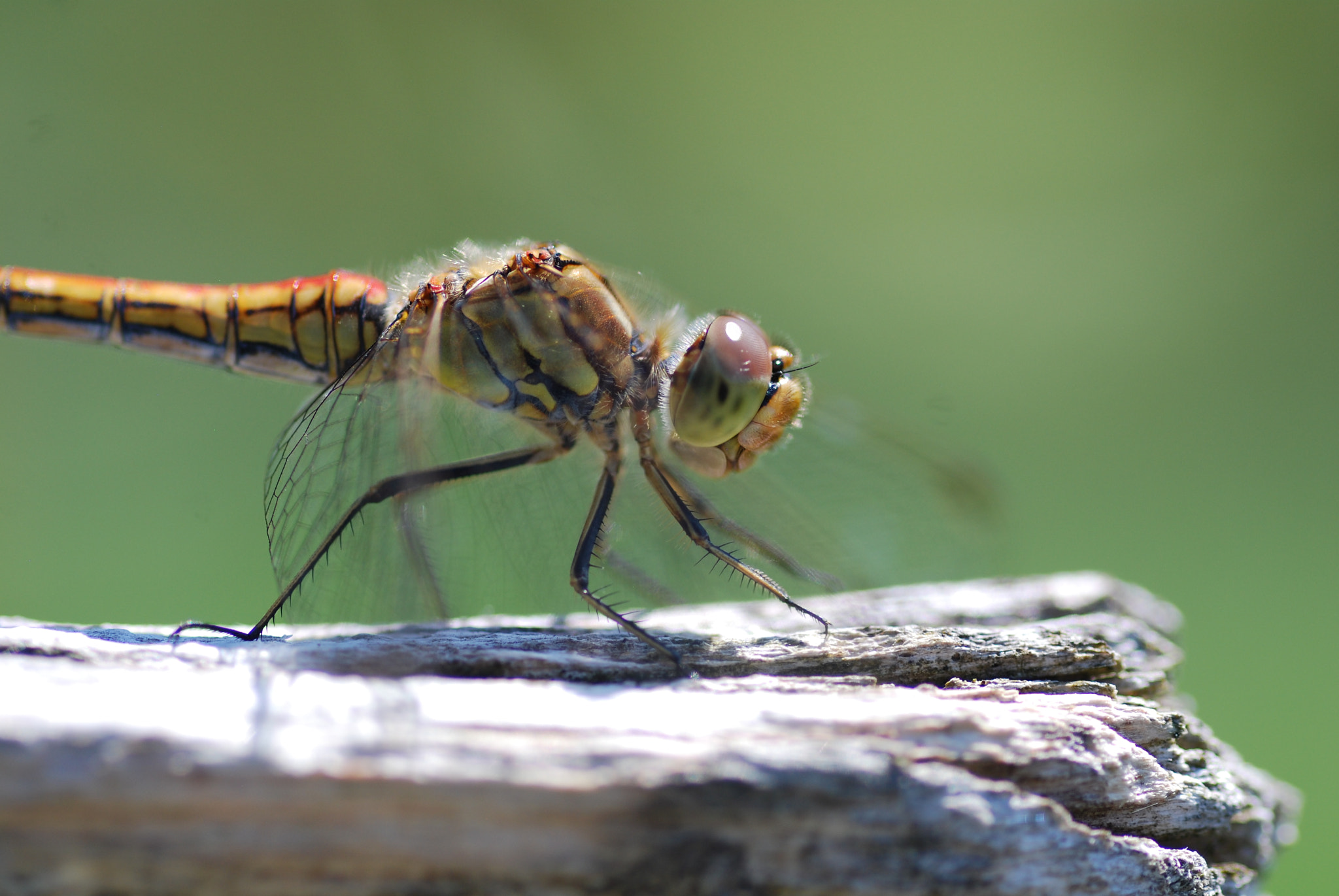 Nikon D40X sample photo. Mosaikjungfer photography
