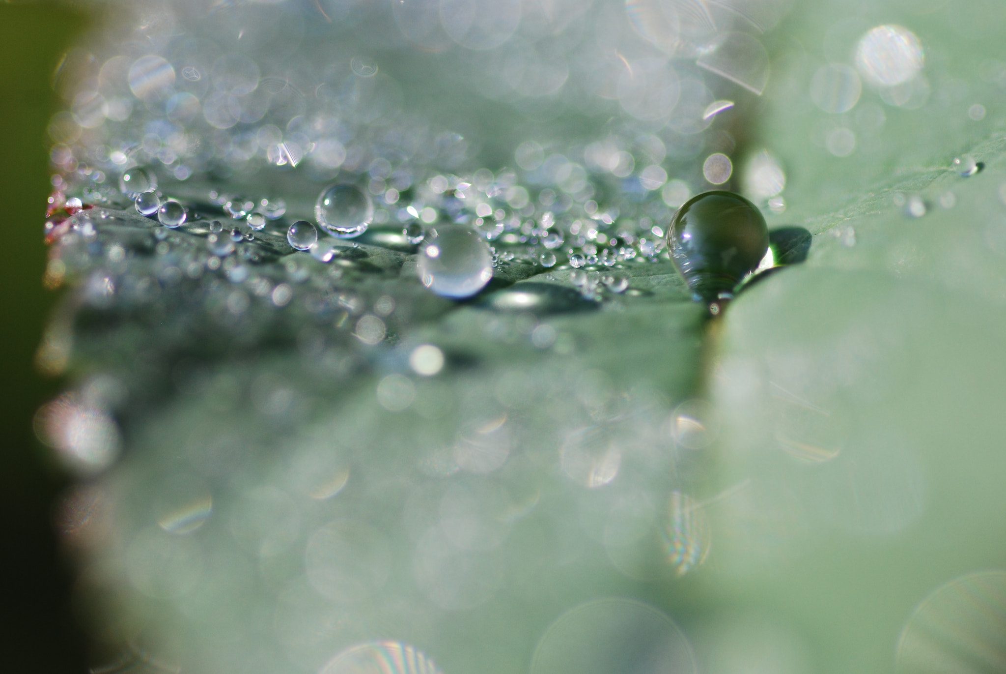 Nikon D40X sample photo. Tau photography