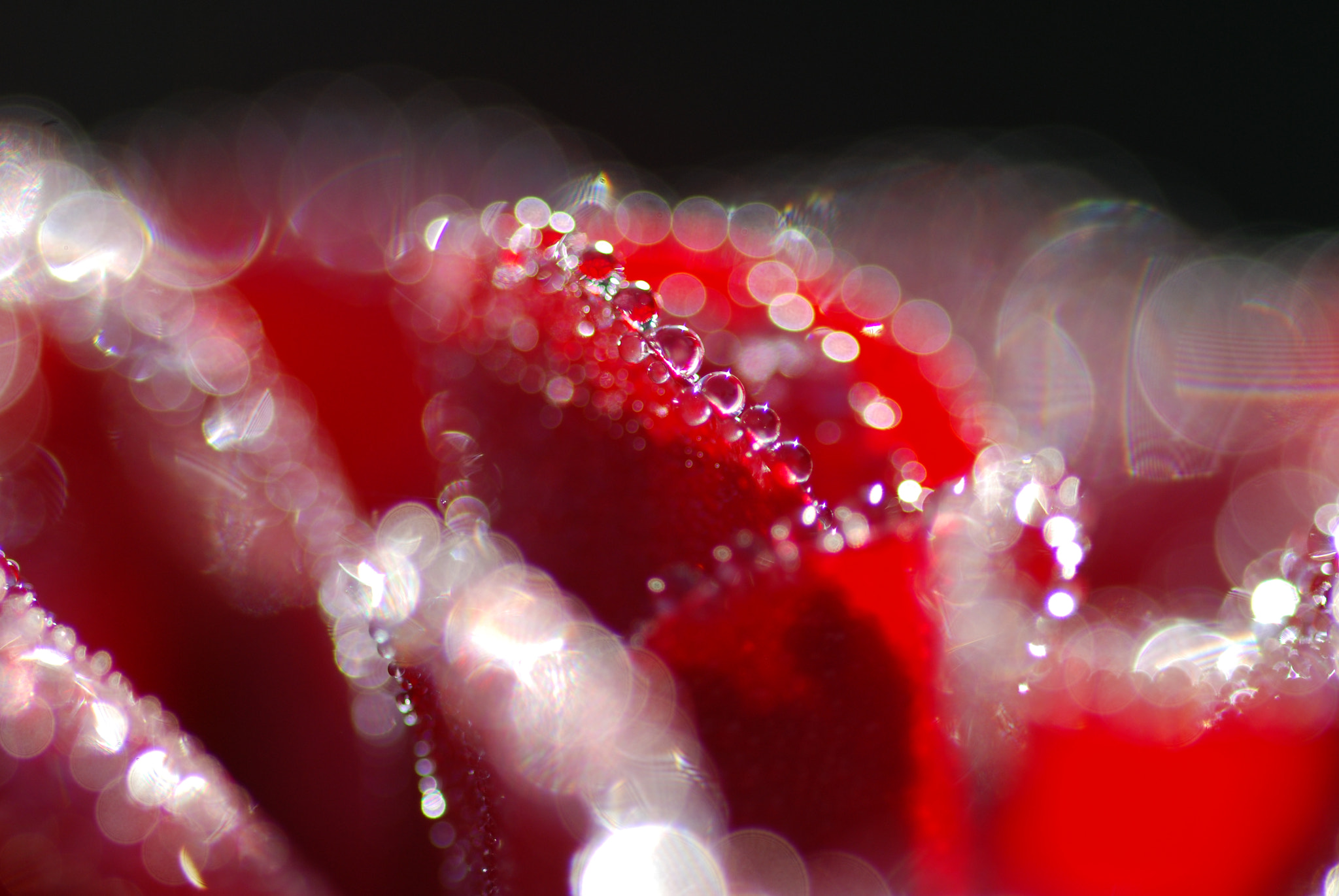 Nikon D40X sample photo. Bokeh photography