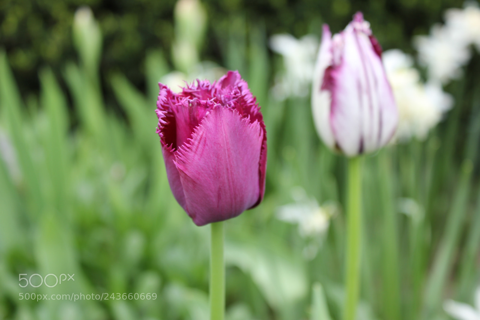 Canon EF-S 18-55mm F3.5-5.6 IS sample photo. Tulips edward's gardens, toronto photography