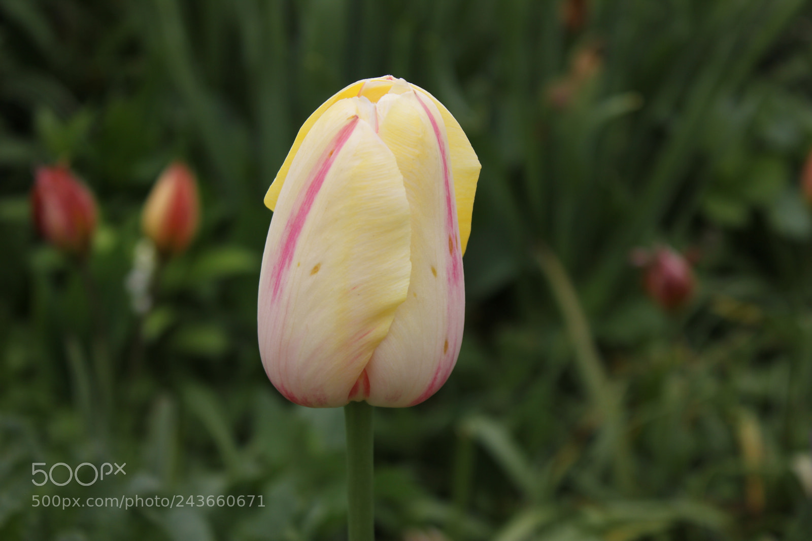 Canon EF-S 18-55mm F3.5-5.6 IS sample photo. Tulips edward's gardens, toronto photography