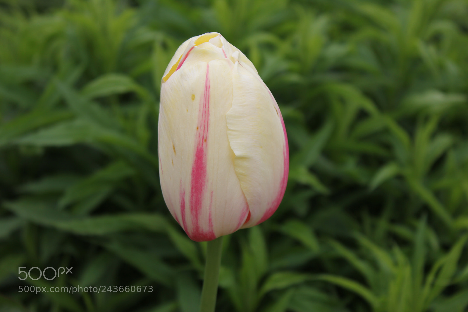 Canon EF-S 18-55mm F3.5-5.6 IS sample photo. Tulips edward's gardens, toronto photography