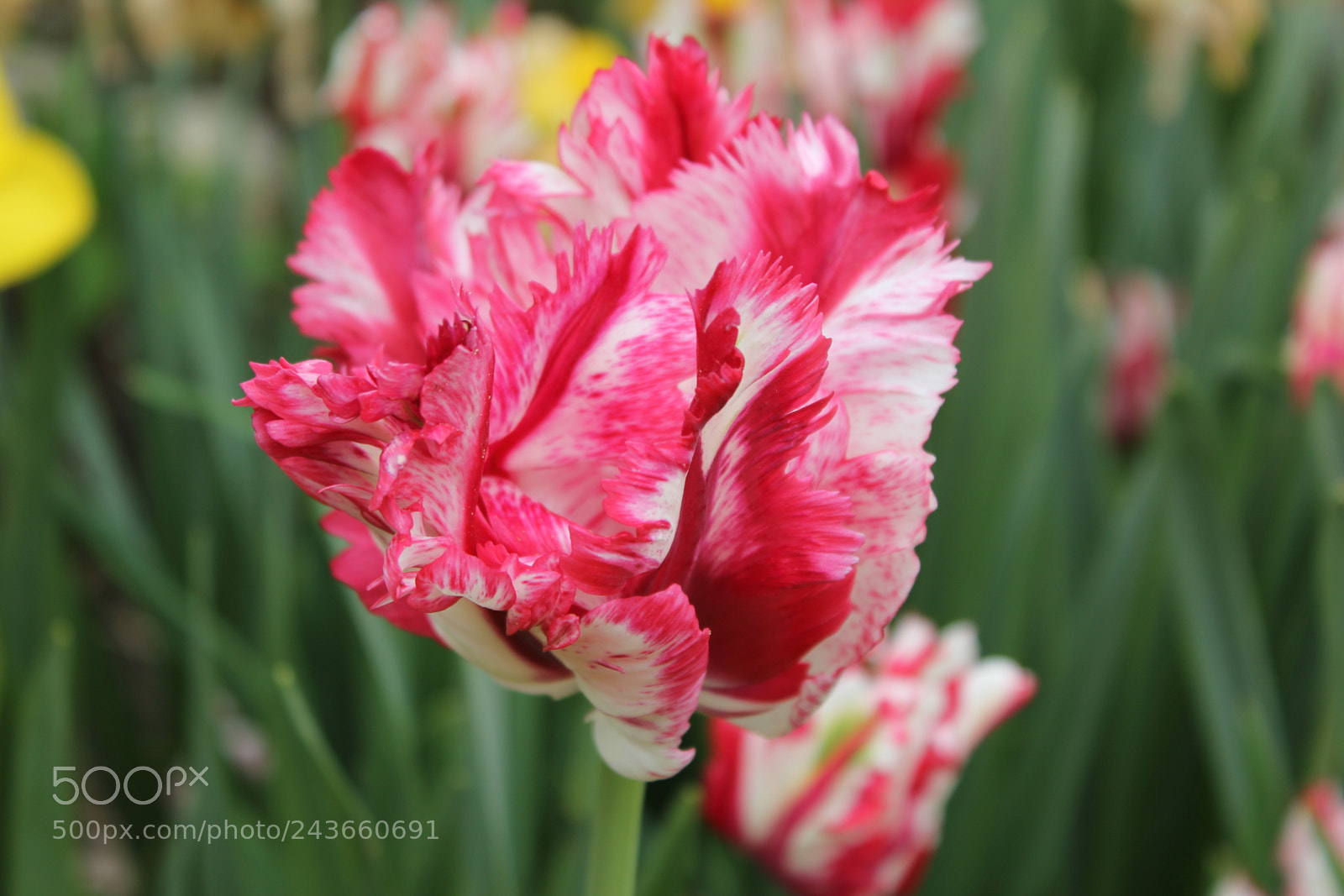 Canon EF-S 18-55mm F3.5-5.6 IS sample photo. Tulips edward's gardens, toronto photography