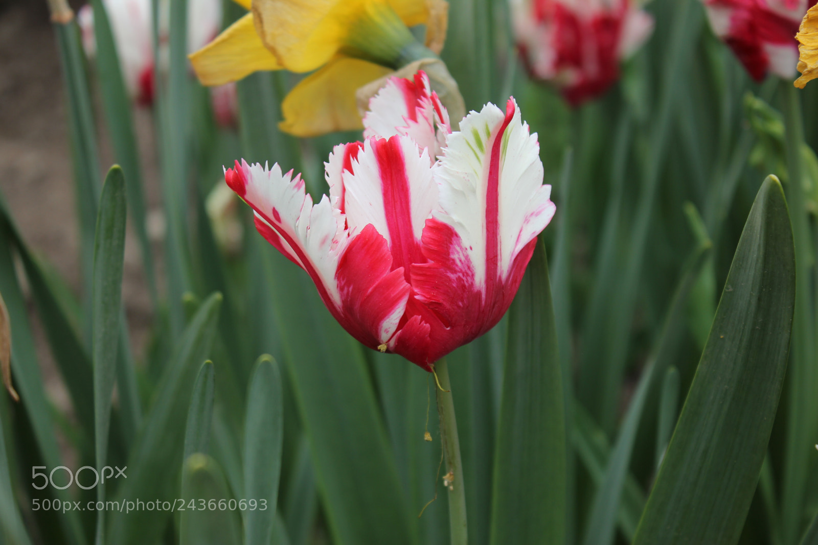 Canon EF-S 18-55mm F3.5-5.6 IS sample photo. Tulips edward's gardens, toronto photography