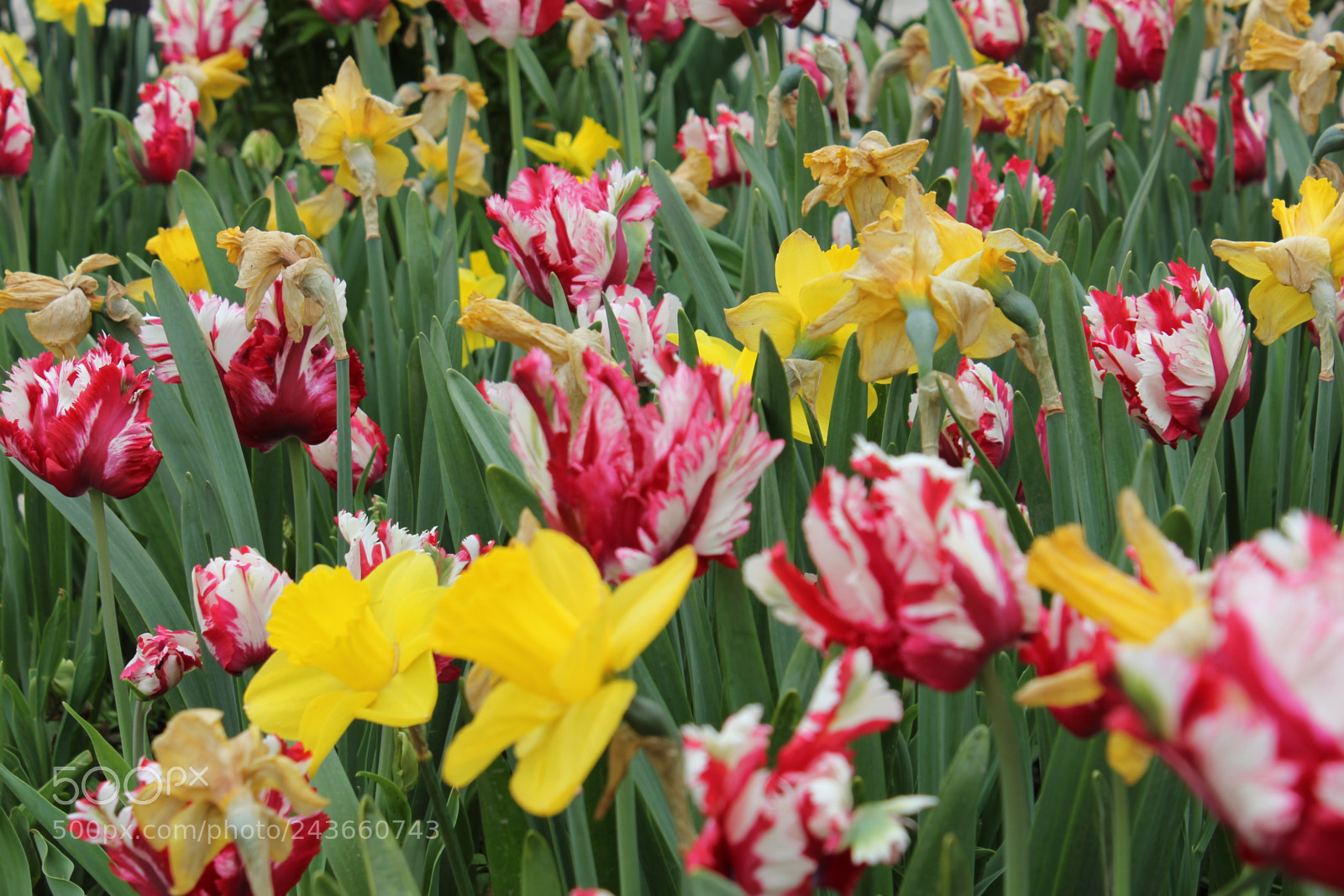 Canon EF-S 18-55mm F3.5-5.6 IS sample photo. Tulips edward's gardens, toronto photography