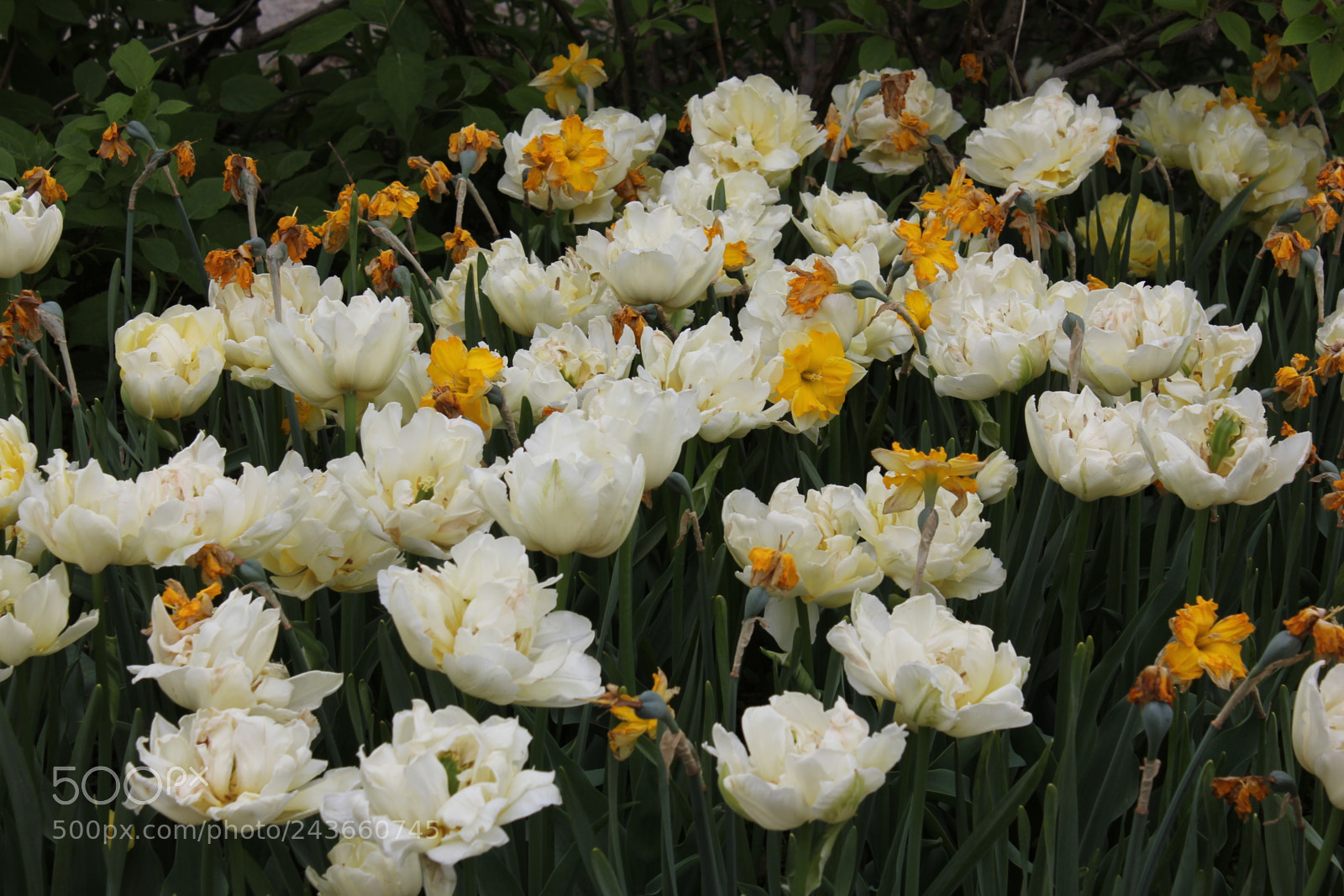 Canon EF-S 18-55mm F3.5-5.6 IS sample photo. Tulips edward's gardens, toronto photography
