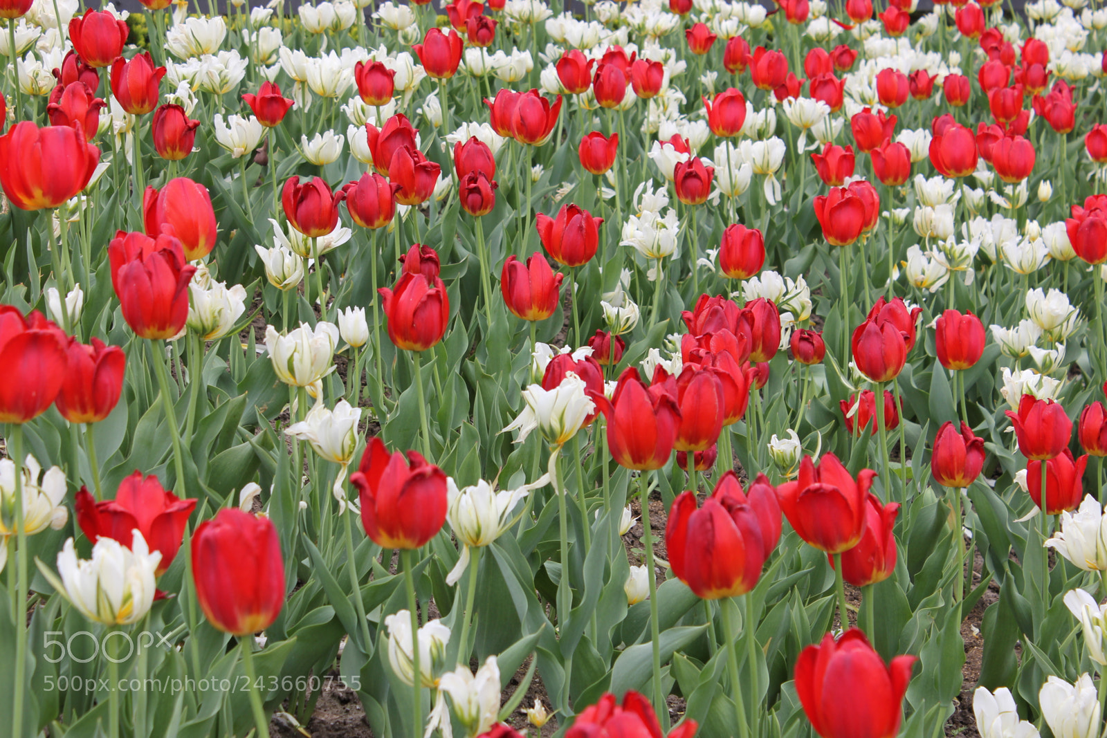 Canon EF-S 18-55mm F3.5-5.6 IS sample photo. Tulips edward's gardens, toronto photography