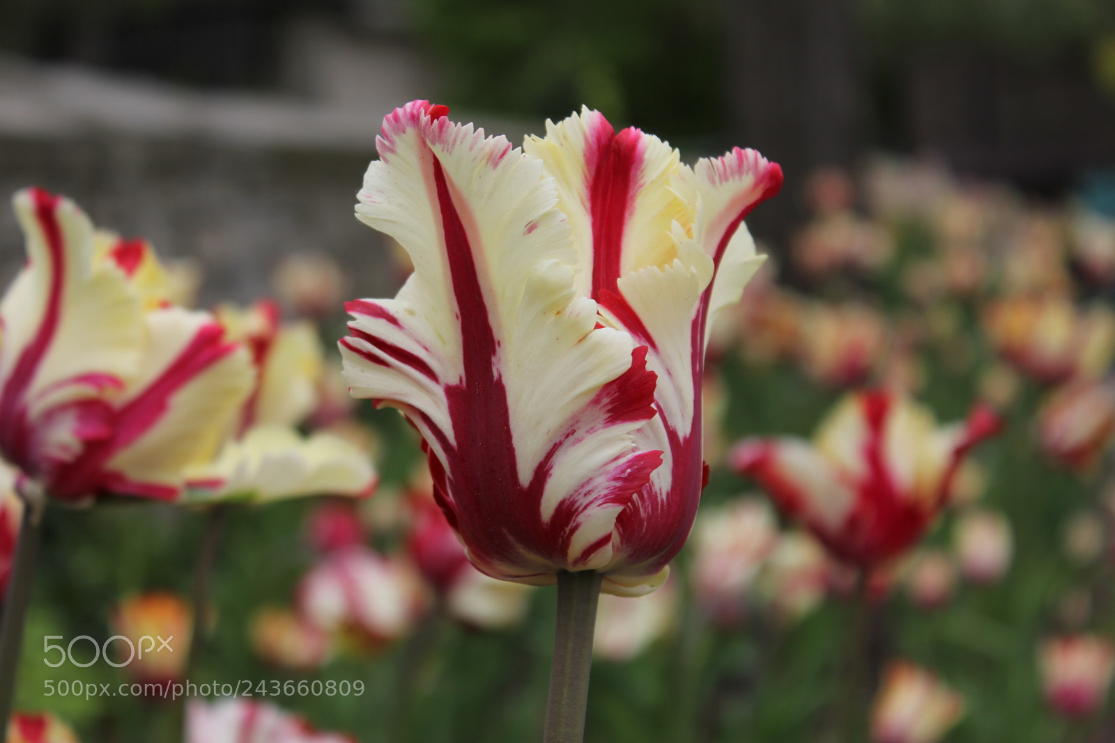Canon EF-S 18-55mm F3.5-5.6 IS sample photo. Tulips edward's gardens, toronto photography