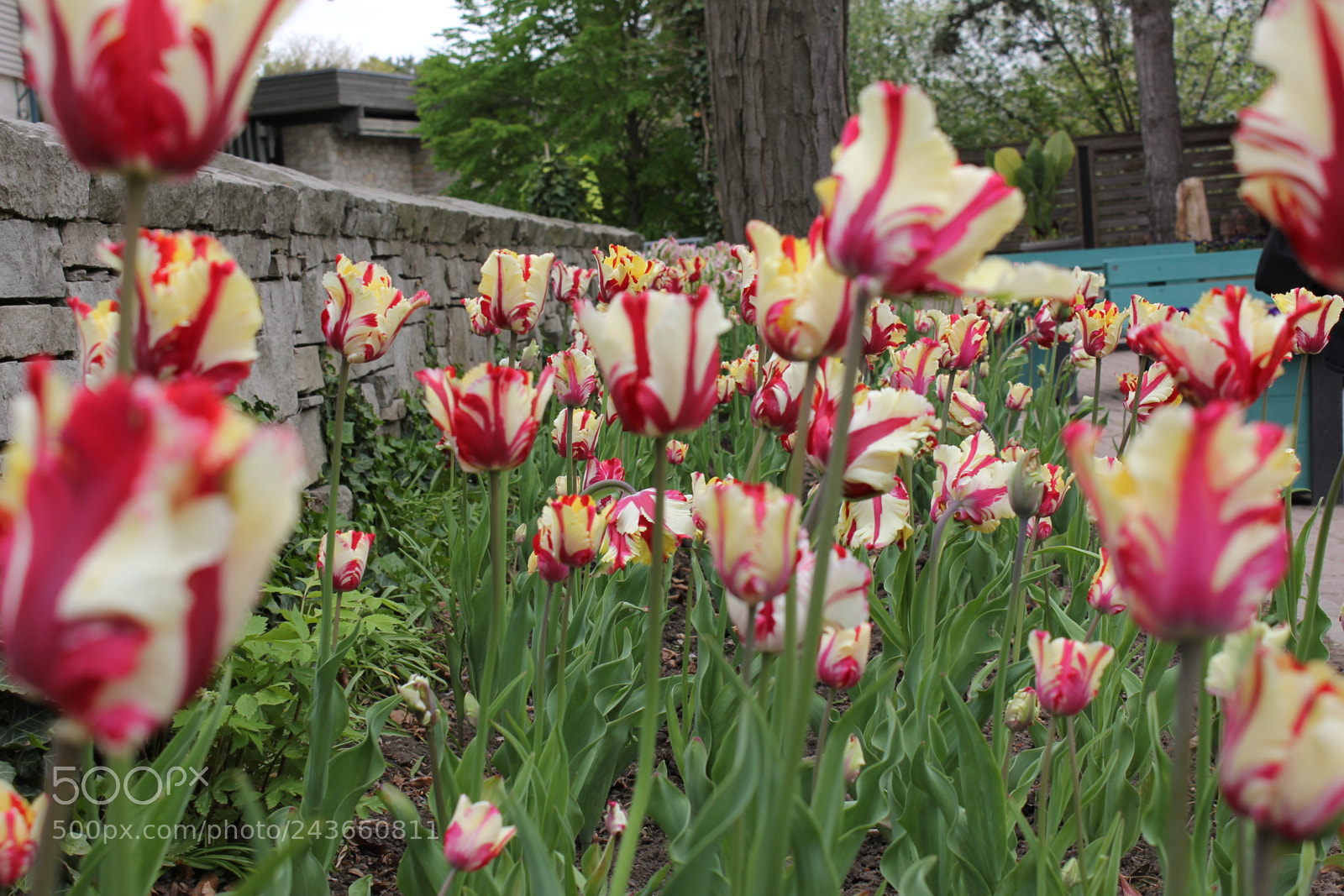 Canon EF-S 18-55mm F3.5-5.6 IS sample photo. Tulips edward's gardens, toronto photography