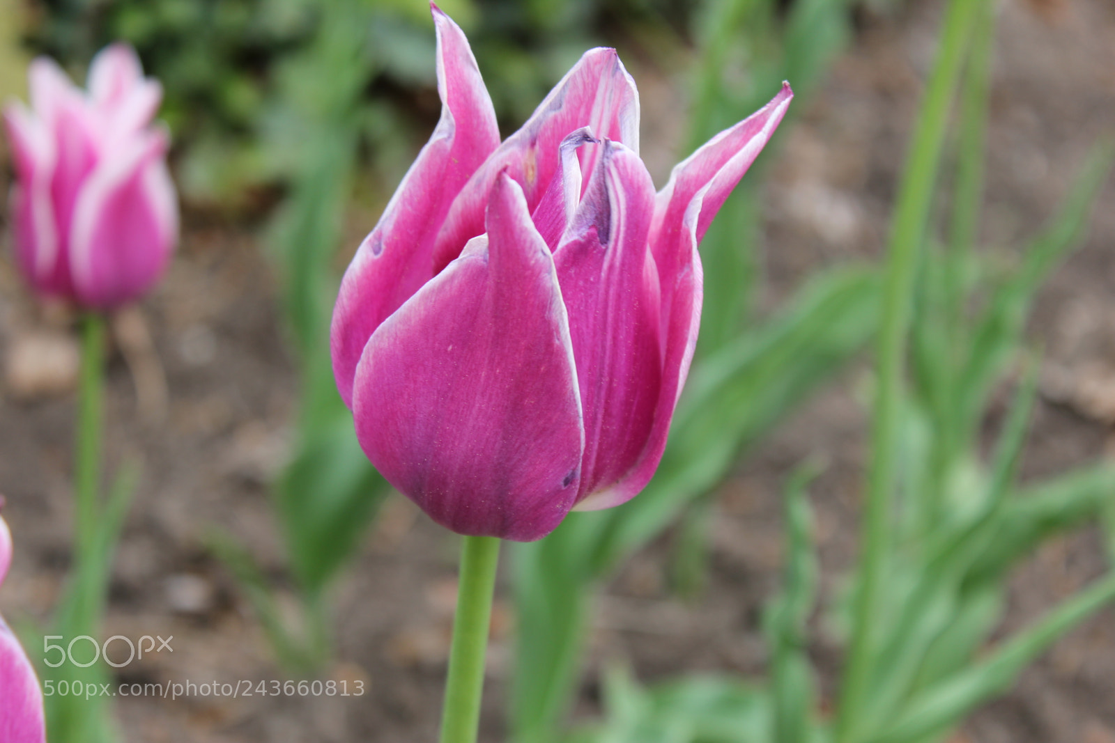 Canon EF-S 18-55mm F3.5-5.6 IS sample photo. Tulips edward's gardens, toronto photography