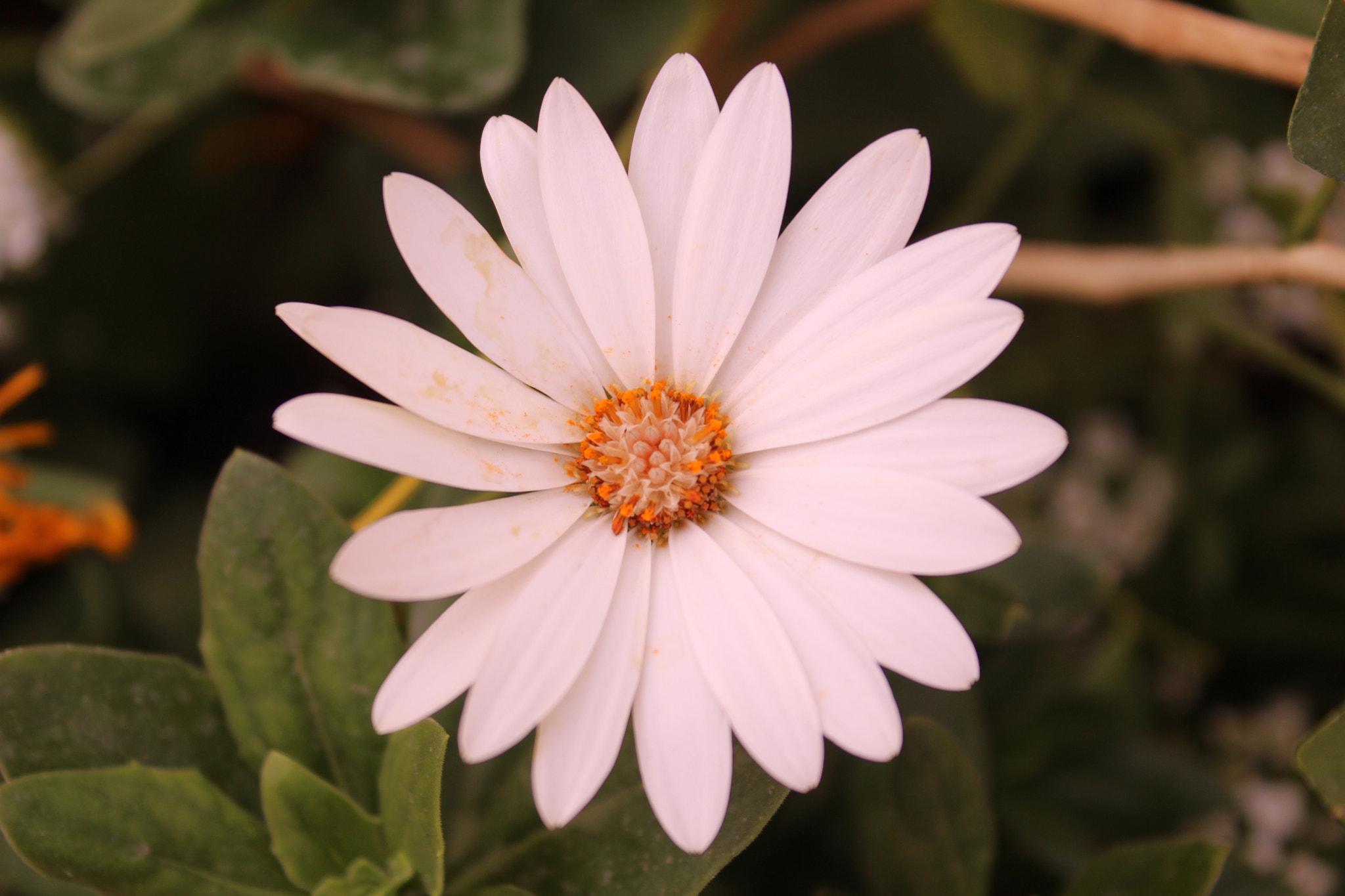 Canon EOS 650D (EOS Rebel T4i / EOS Kiss X6i) sample photo