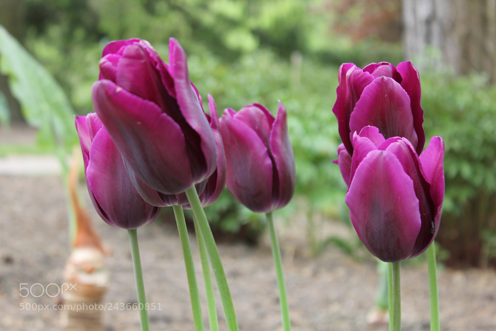 Canon EF-S 18-55mm F3.5-5.6 IS sample photo. Tulips edward's gardens, toronto photography