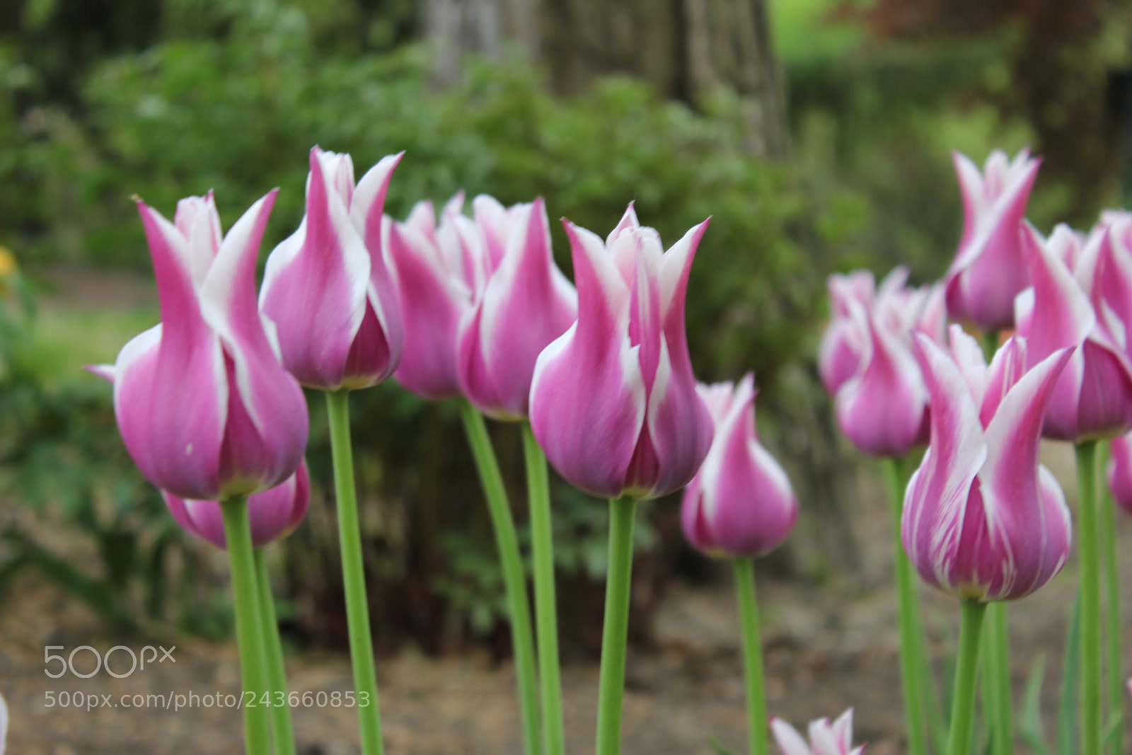 Canon EF-S 18-55mm F3.5-5.6 IS sample photo. Tulips edward's gardens, toronto photography