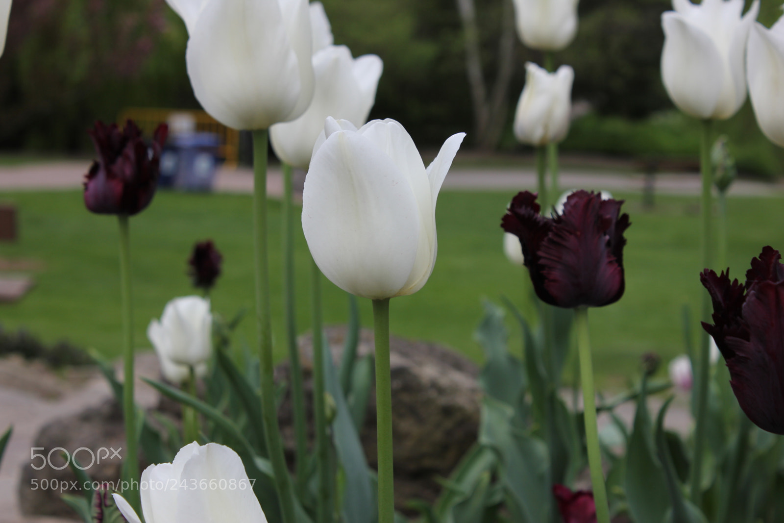 Canon EF-S 18-55mm F3.5-5.6 IS sample photo. Tulips edward's gardens, toronto photography