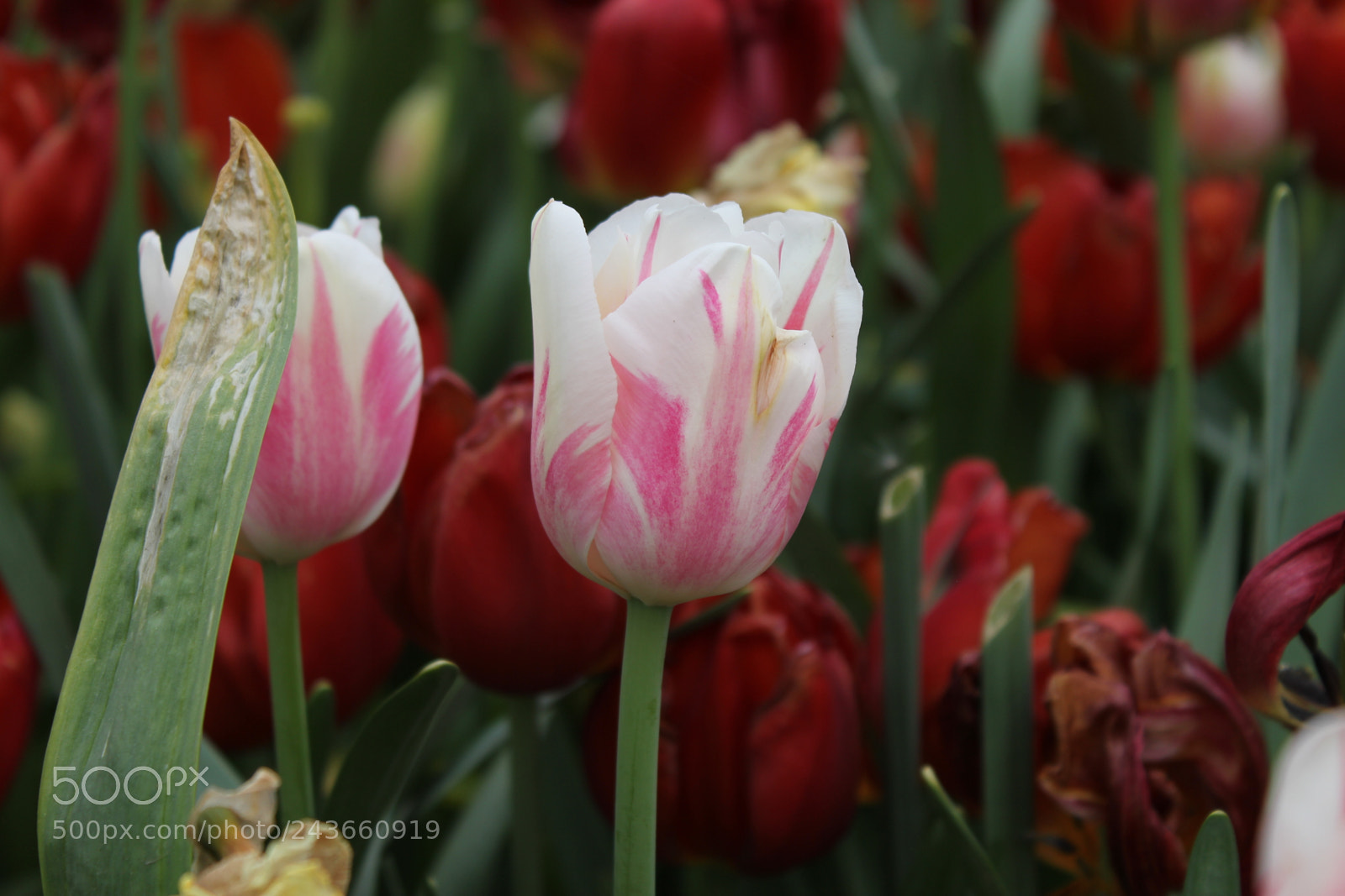 Canon EF-S 18-55mm F3.5-5.6 IS sample photo. Tulips edward's gardens, toronto photography