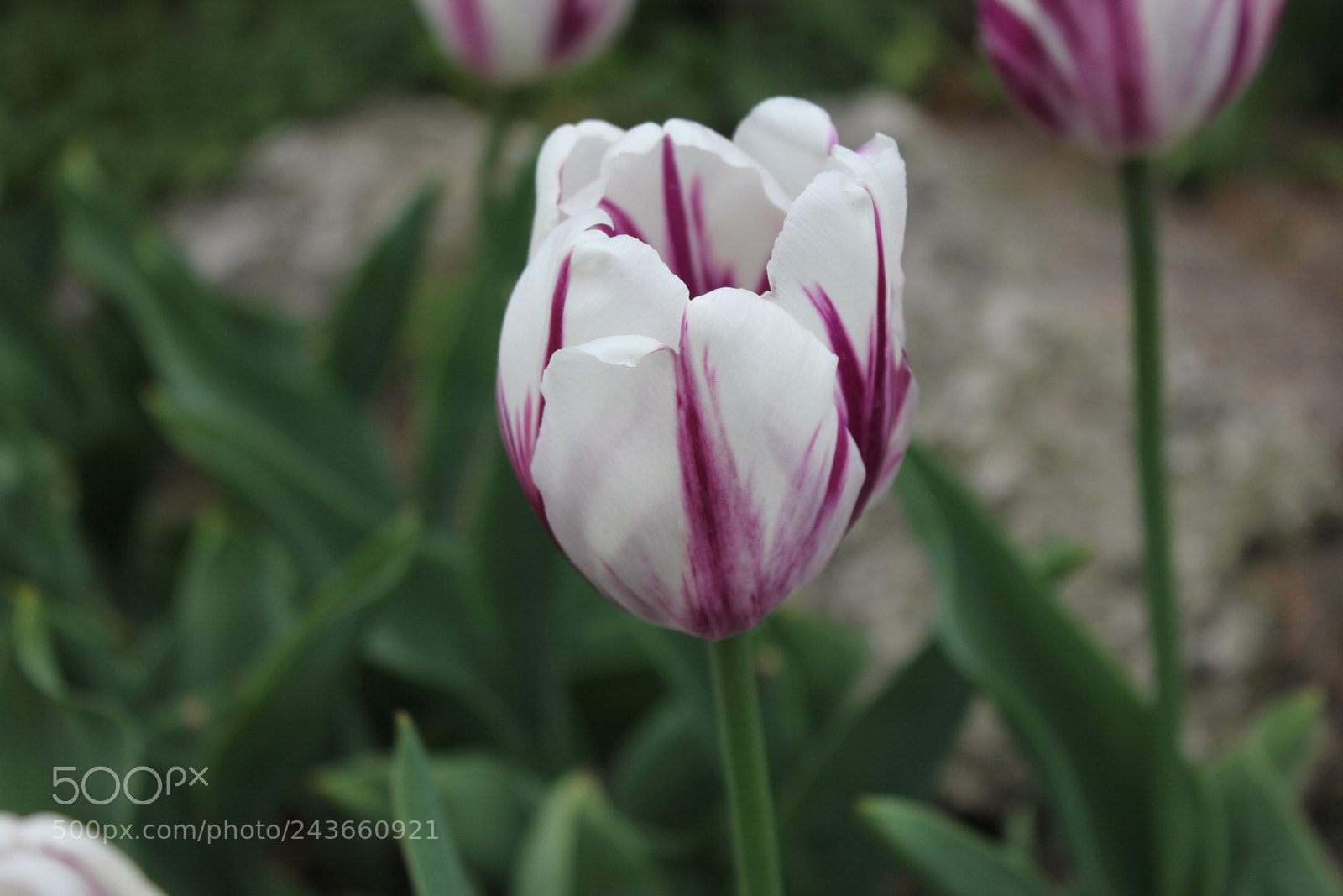 Canon EF-S 18-55mm F3.5-5.6 IS sample photo. Tulips edward's gardens, toronto photography