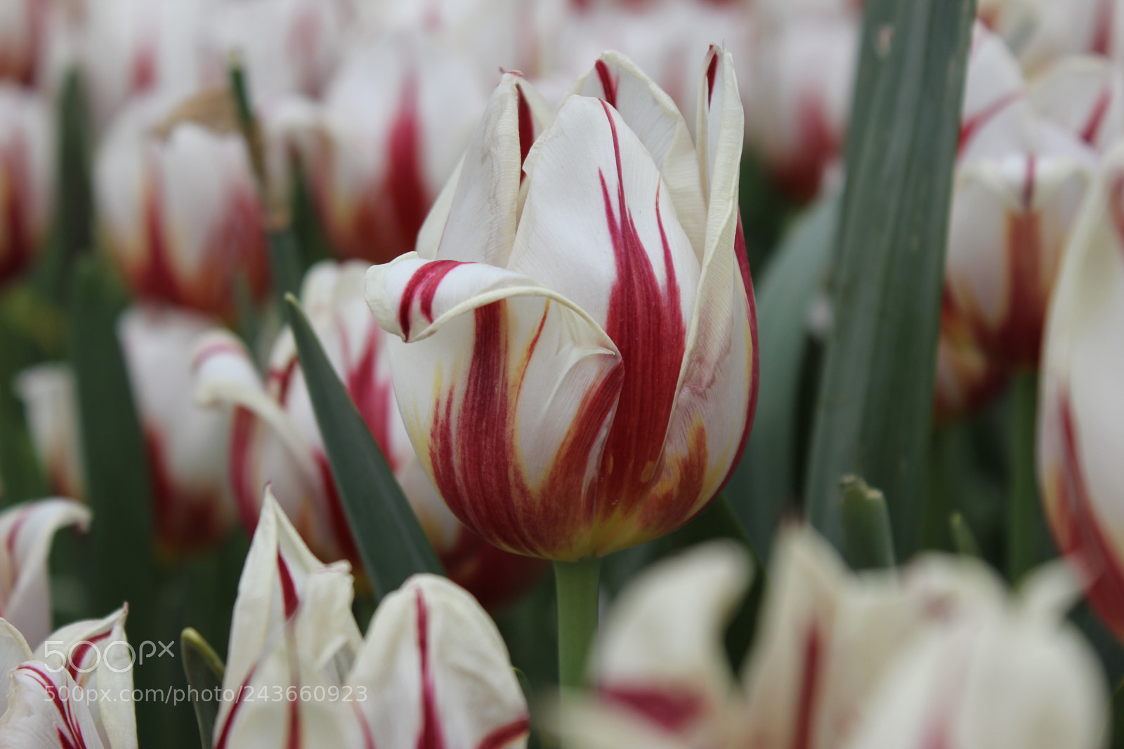 Canon EF-S 18-55mm F3.5-5.6 IS sample photo. Tulips edward's gardens, toronto photography