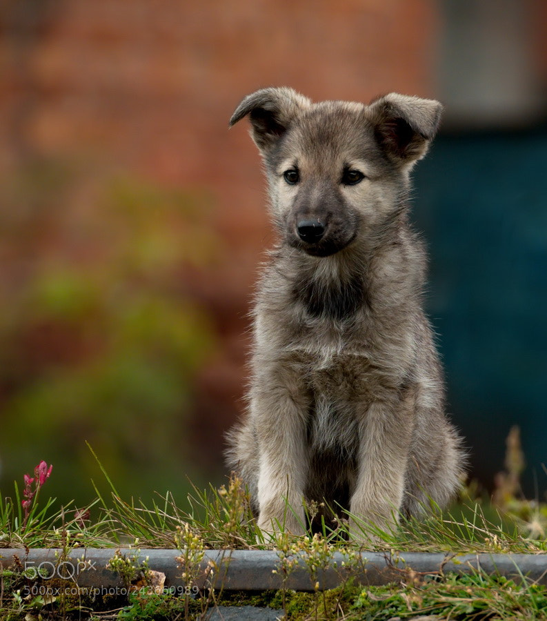 Fujifilm X-T1 sample photo. *** photography