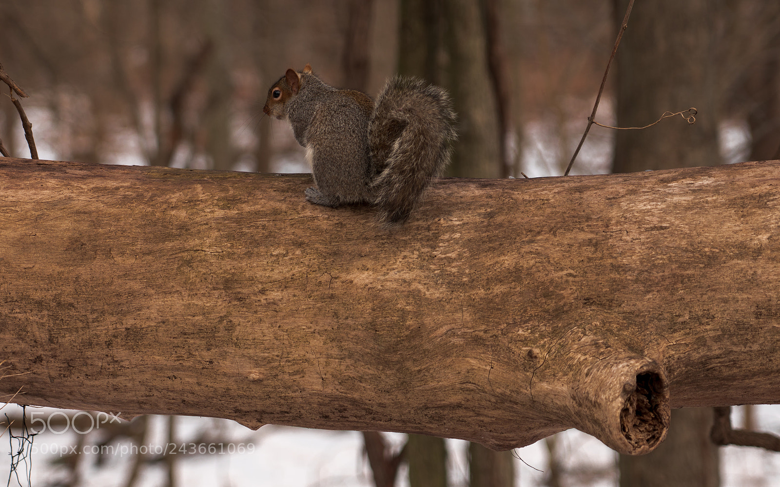 Sony a7R III sample photo. Squirrel on tree trunk photography