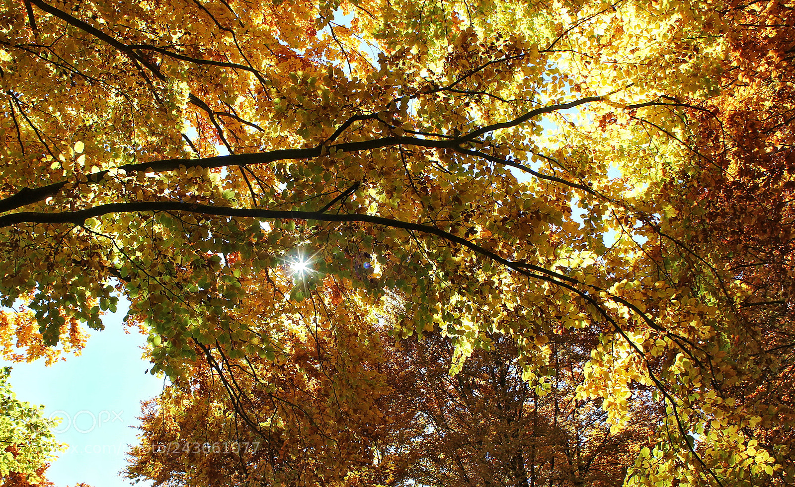 Canon EF-S 18-55mm F3.5-5.6 IS sample photo. Autumn gleam photography