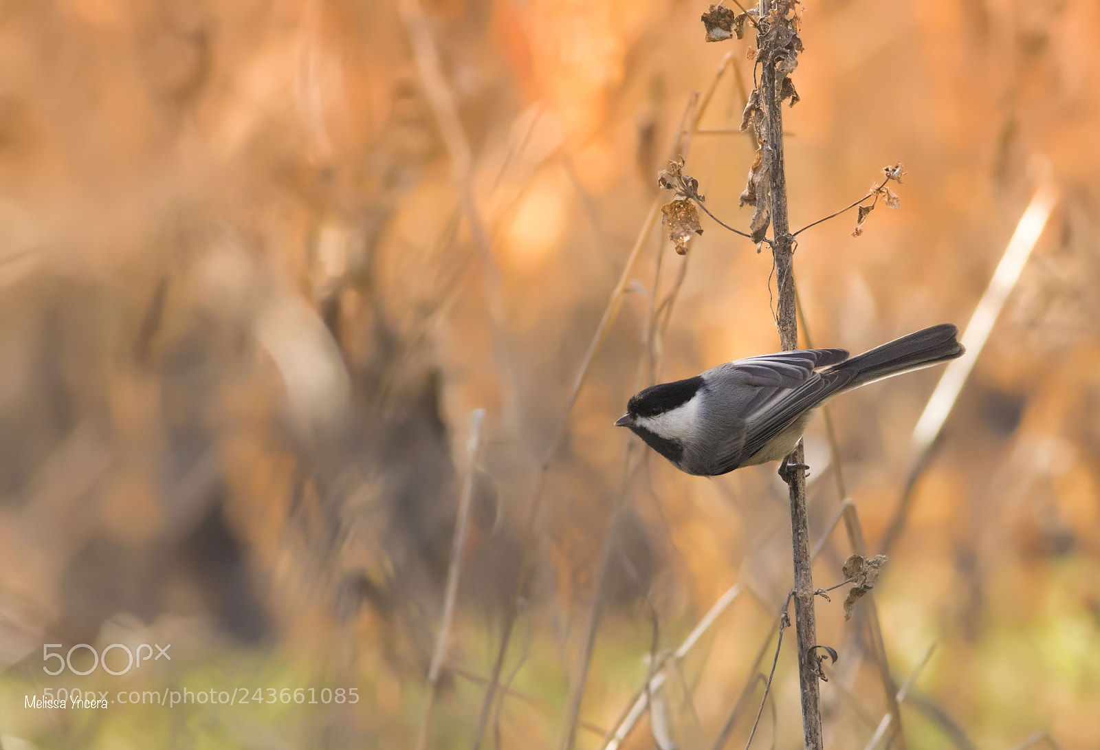 Canon EOS 7D Mark II sample photo. Chickadee photography