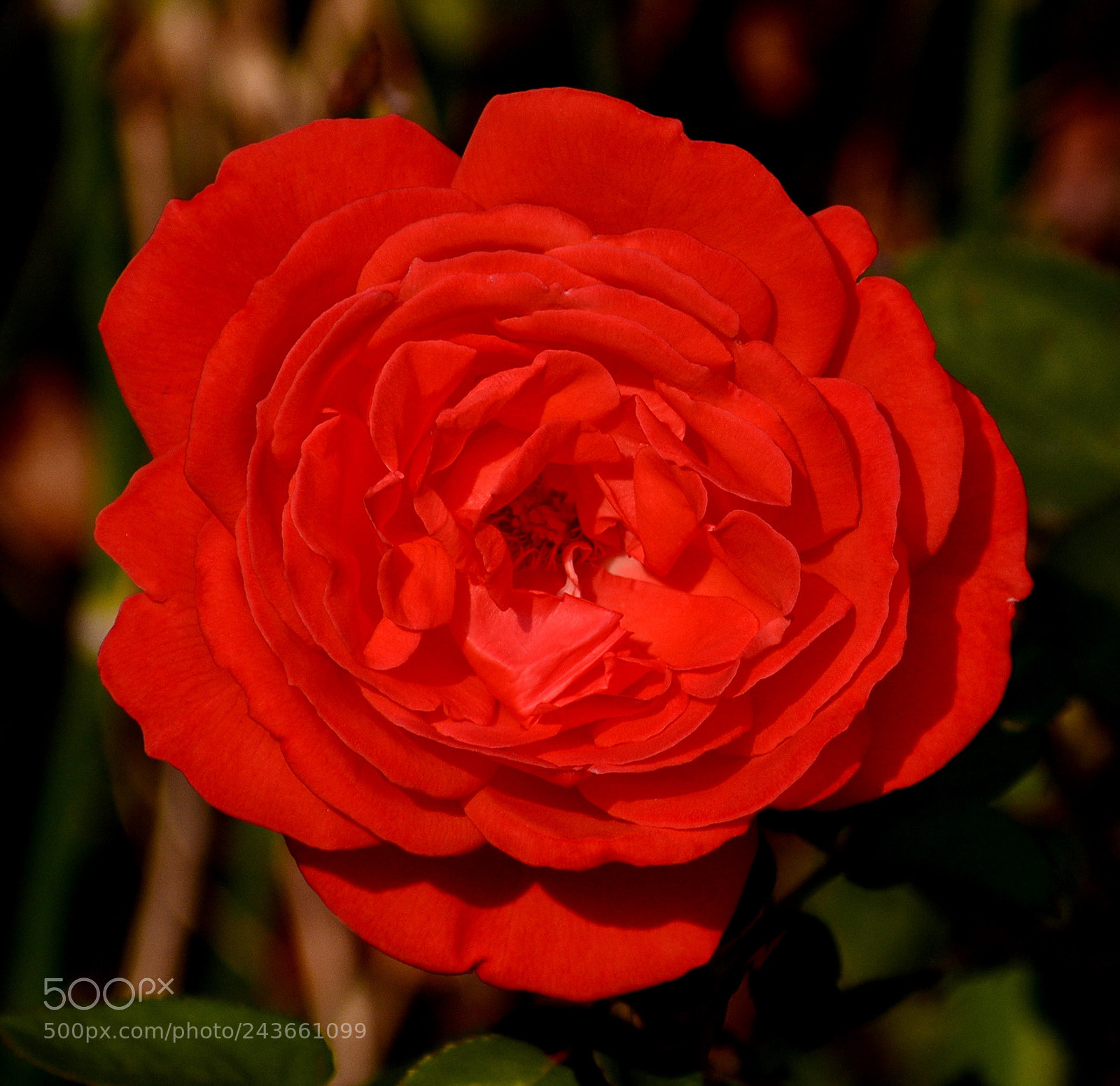 Nikon D7200 sample photo. Red rose photography