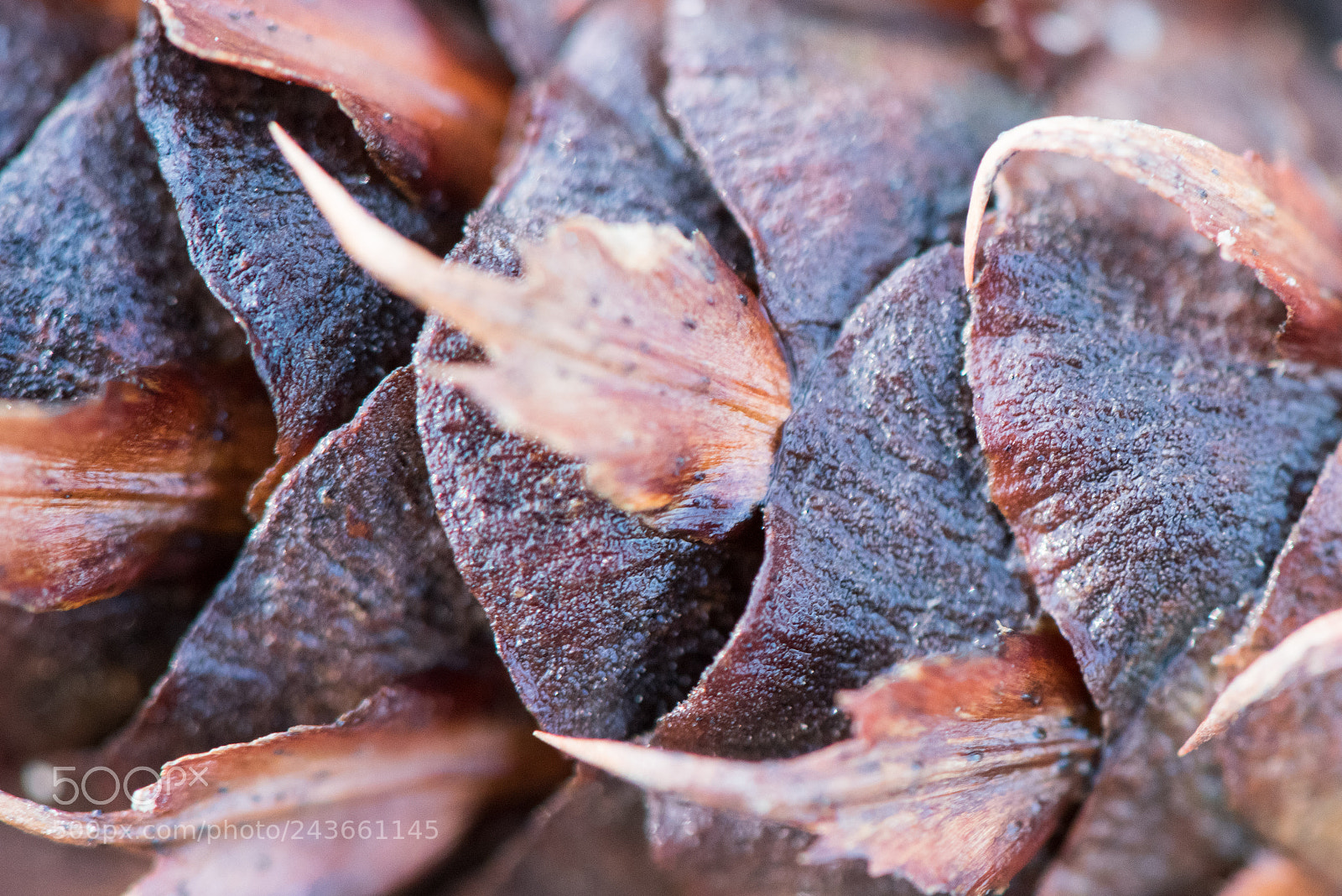 Nikon D810 sample photo. Pinecone photography