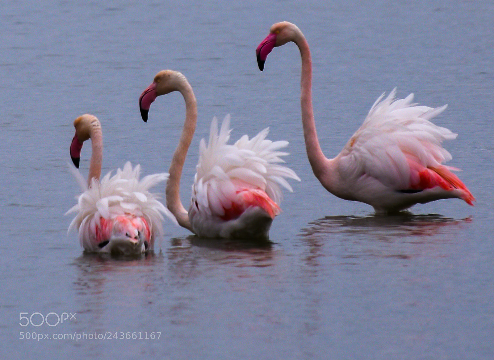 Nikon D3400 sample photo. Flamingo photography