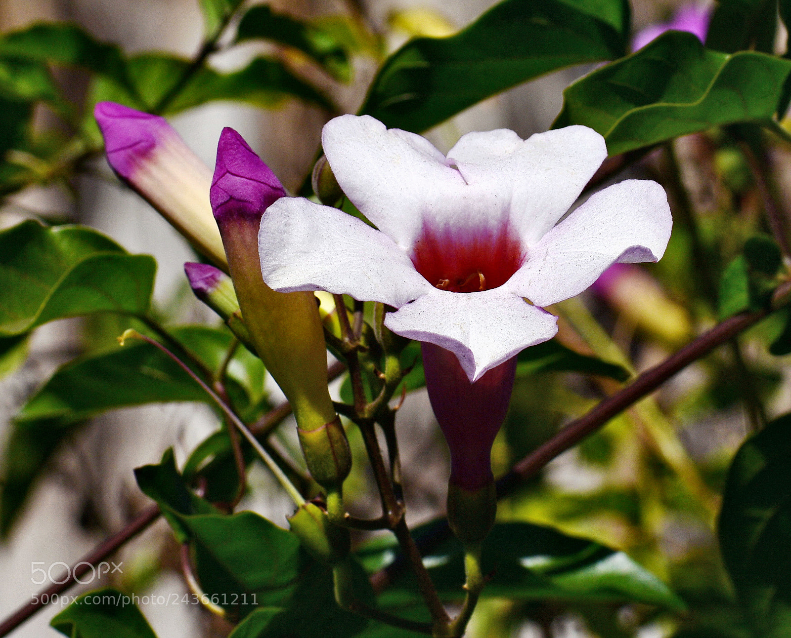 Nikon D7200 sample photo. Purple flower photography