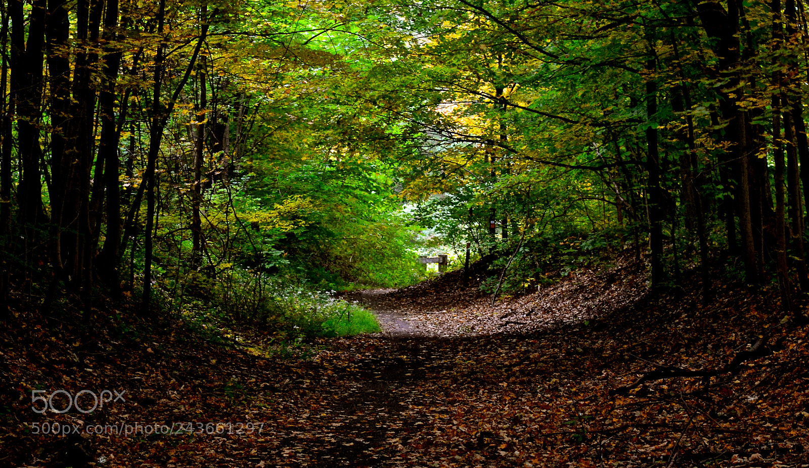 Nikon D600 sample photo. Forest trail photography