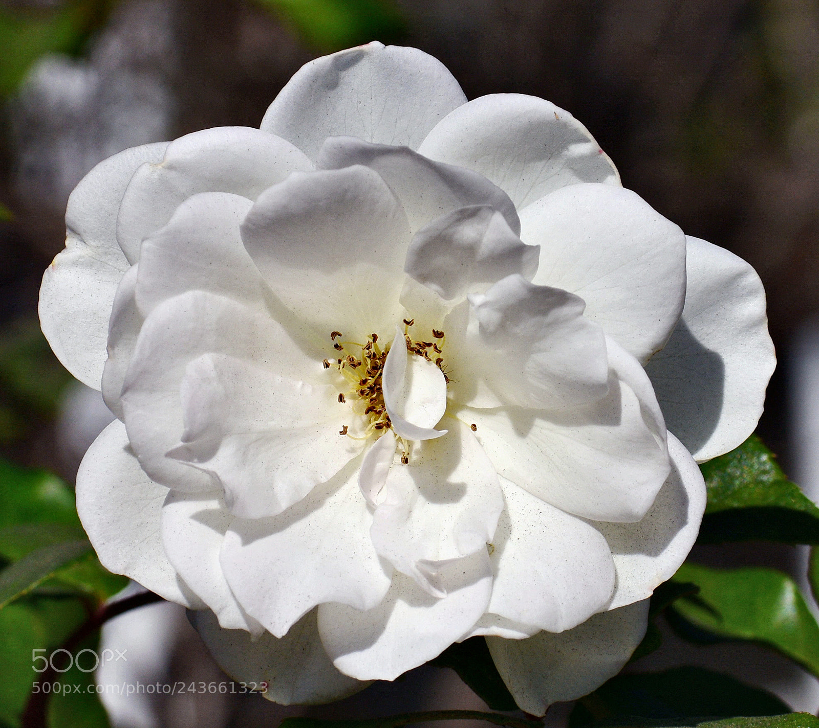 Nikon D7200 sample photo. White carnation flower photography