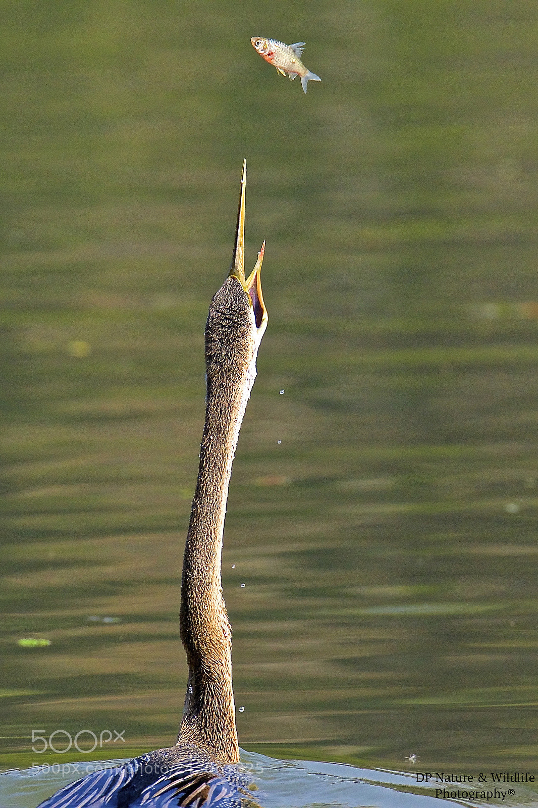 Nikon D610 sample photo. The last sight... photography