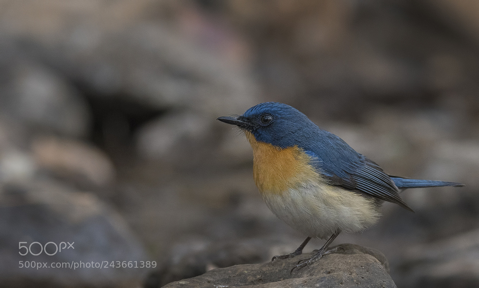 Nikon D500 sample photo. Tickell's blue flycatcher photography