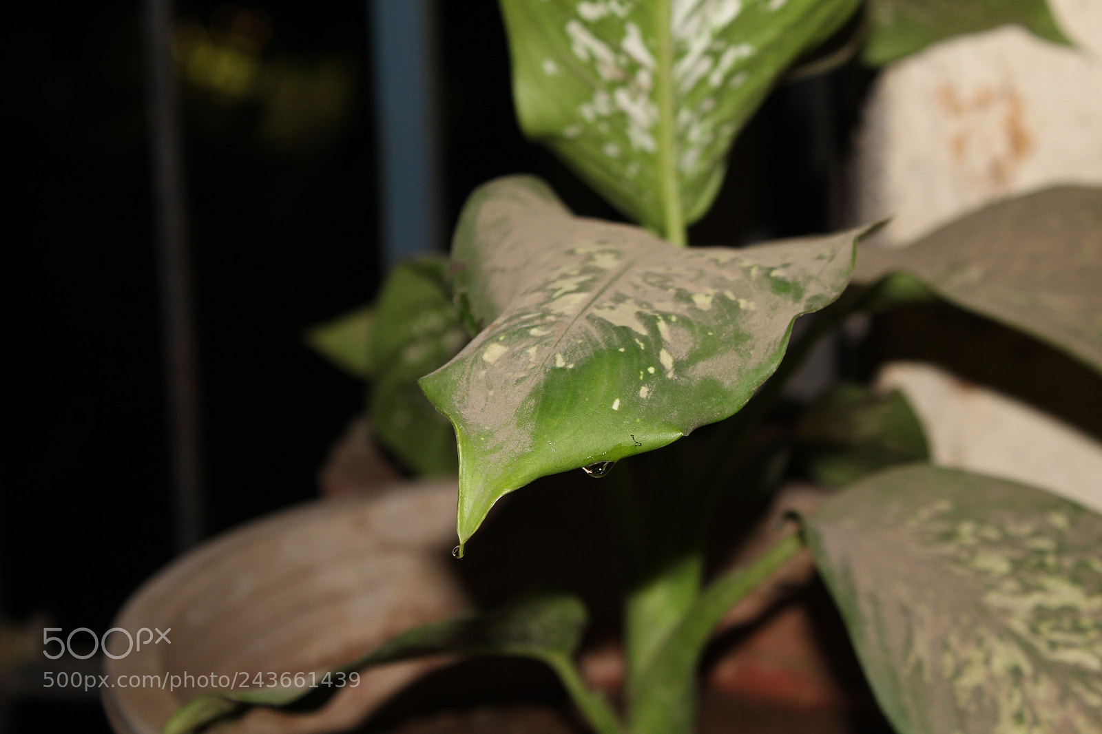 Canon EOS 1300D (EOS Rebel T6 / EOS Kiss X80) sample photo. Leaf photography