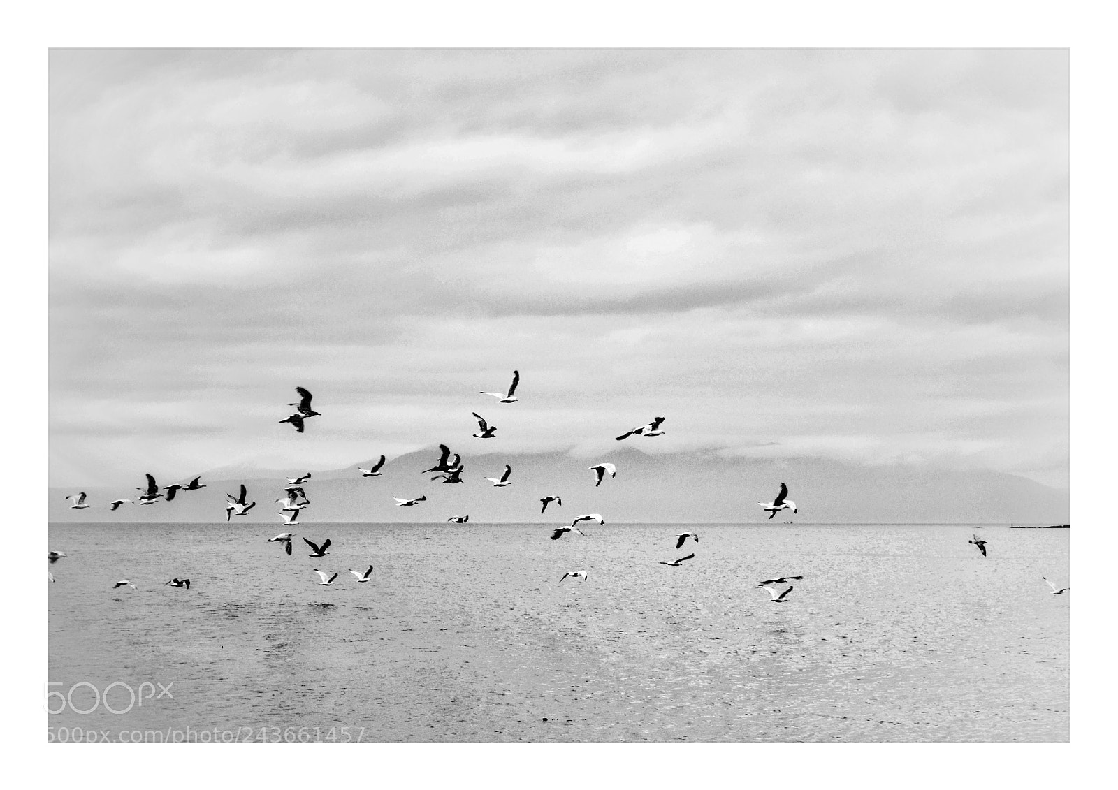 Nikon D3100 sample photo. Gulls photography