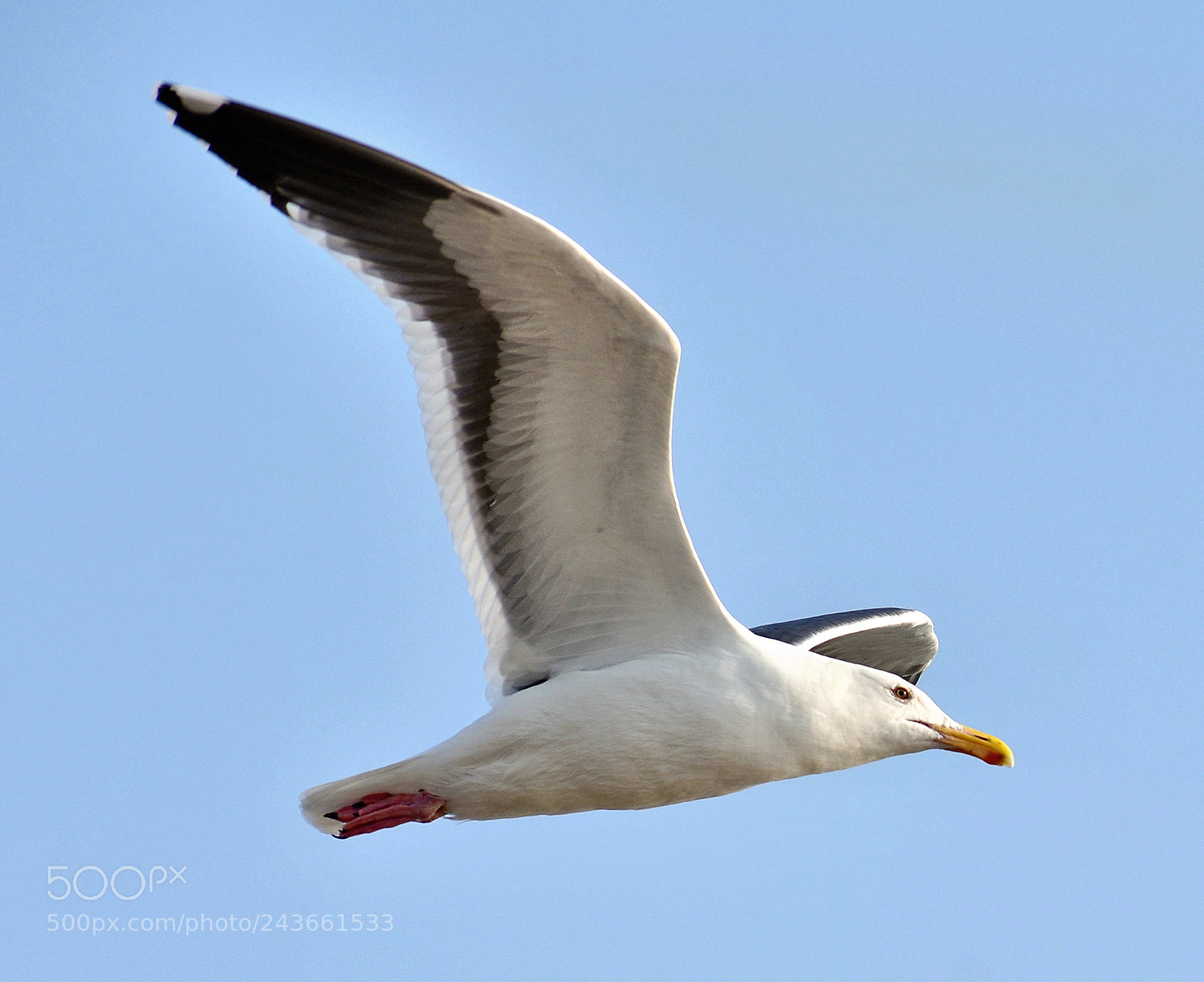Nikon D7200 sample photo. Seagull flying in the photography
