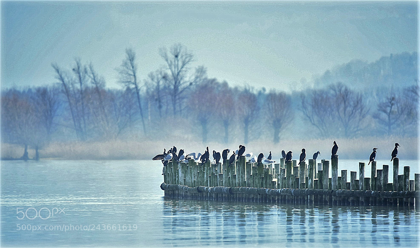 Nikon D810 sample photo. "birds hotel" photography