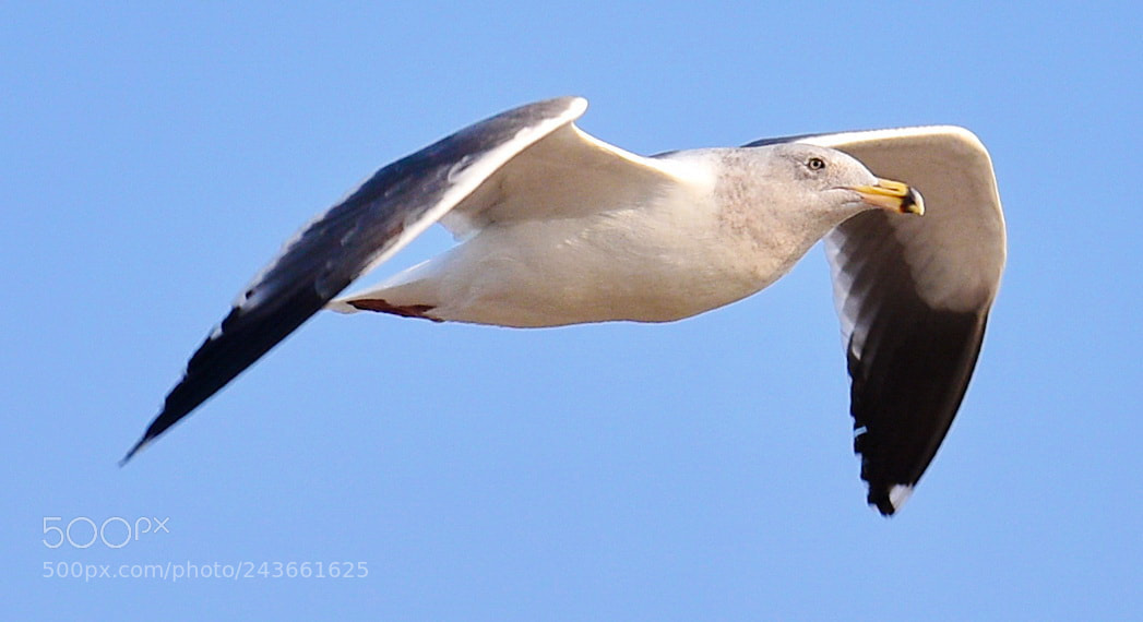 Nikon D7200 sample photo. Seagull flying in the photography